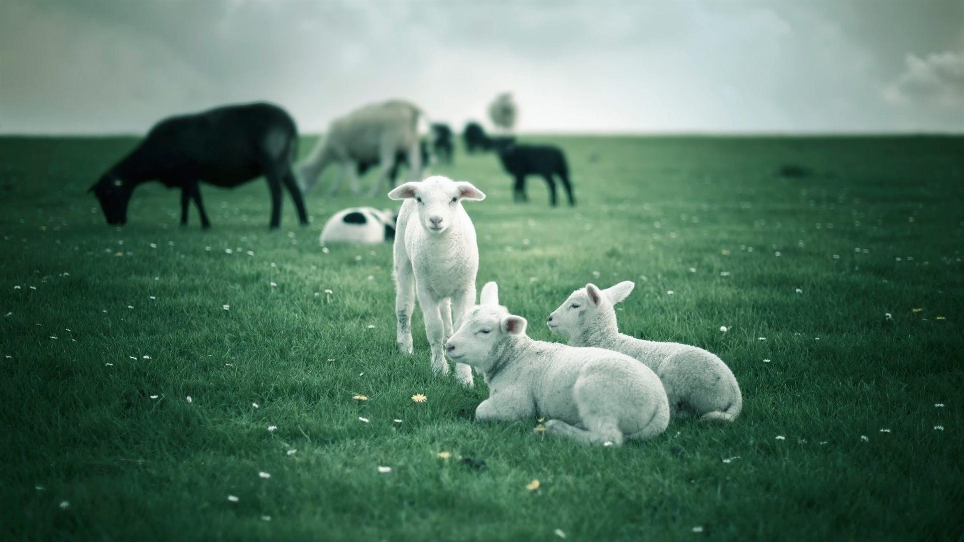 Sheep Wallpaper background picture