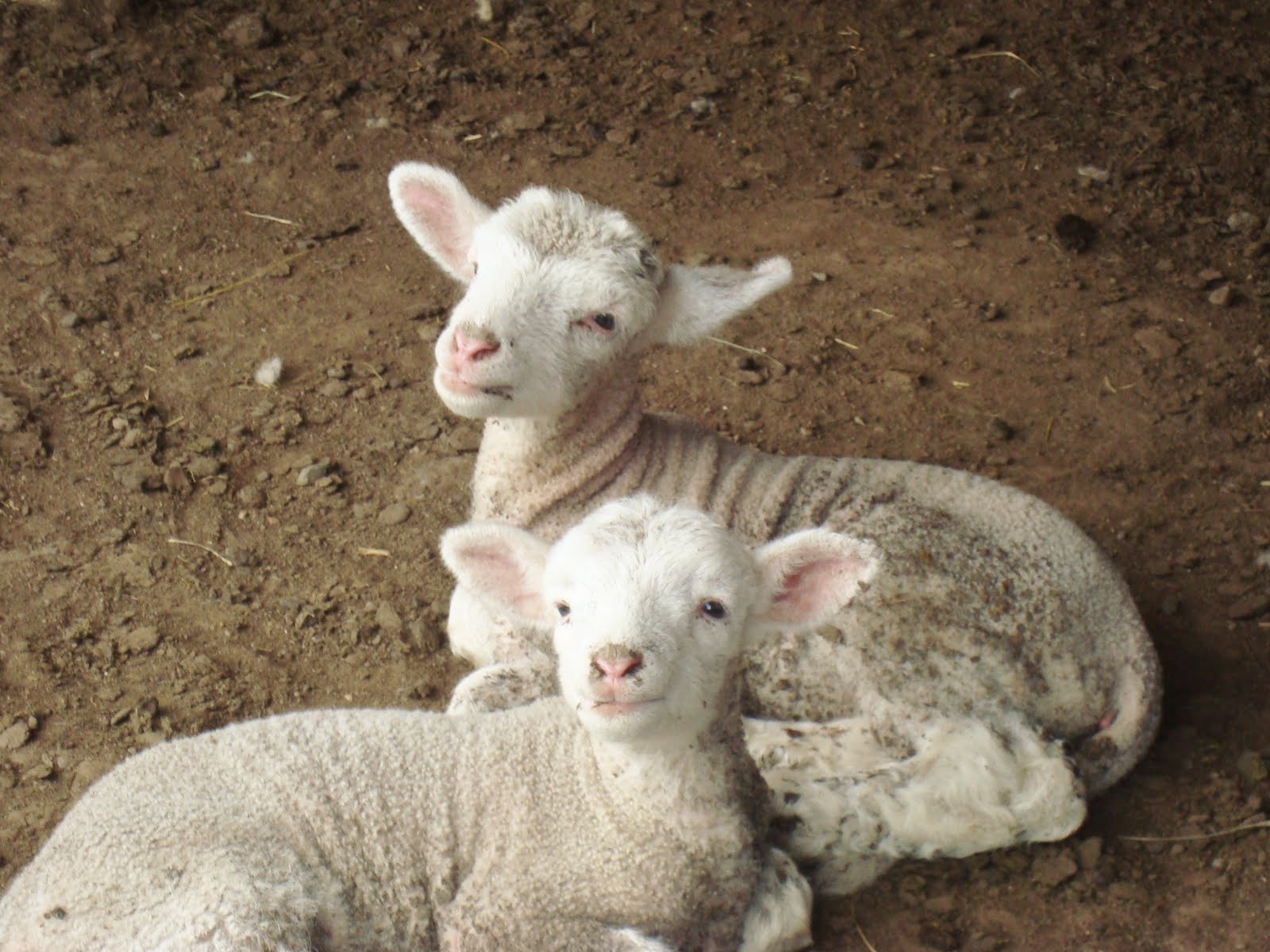 Baby sheep wallpaper