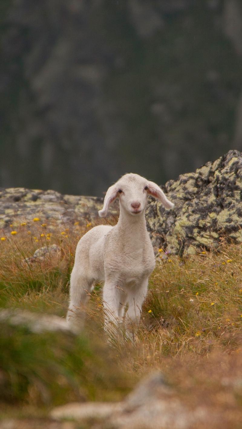 Download Wallpaper 800x1420 Lamb, Sheep, Cub, Mountains Iphone Se 5s