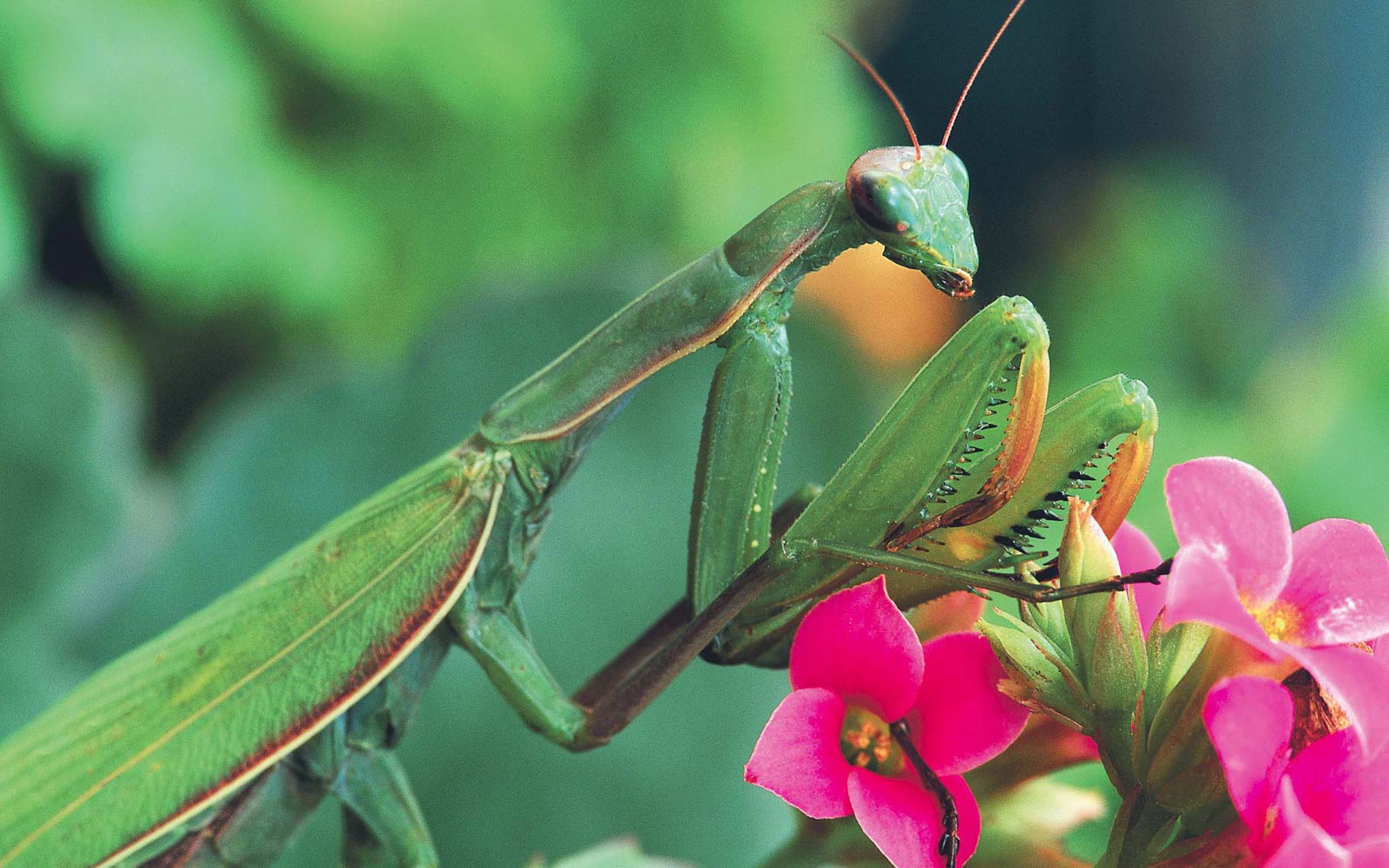 Praying Mantis Wallpaper and Background Image