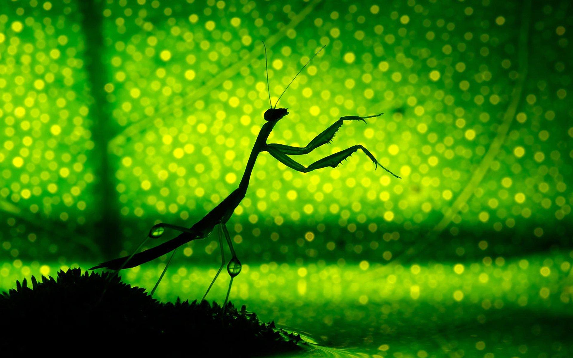 Praying Mantis HD Wallpaper