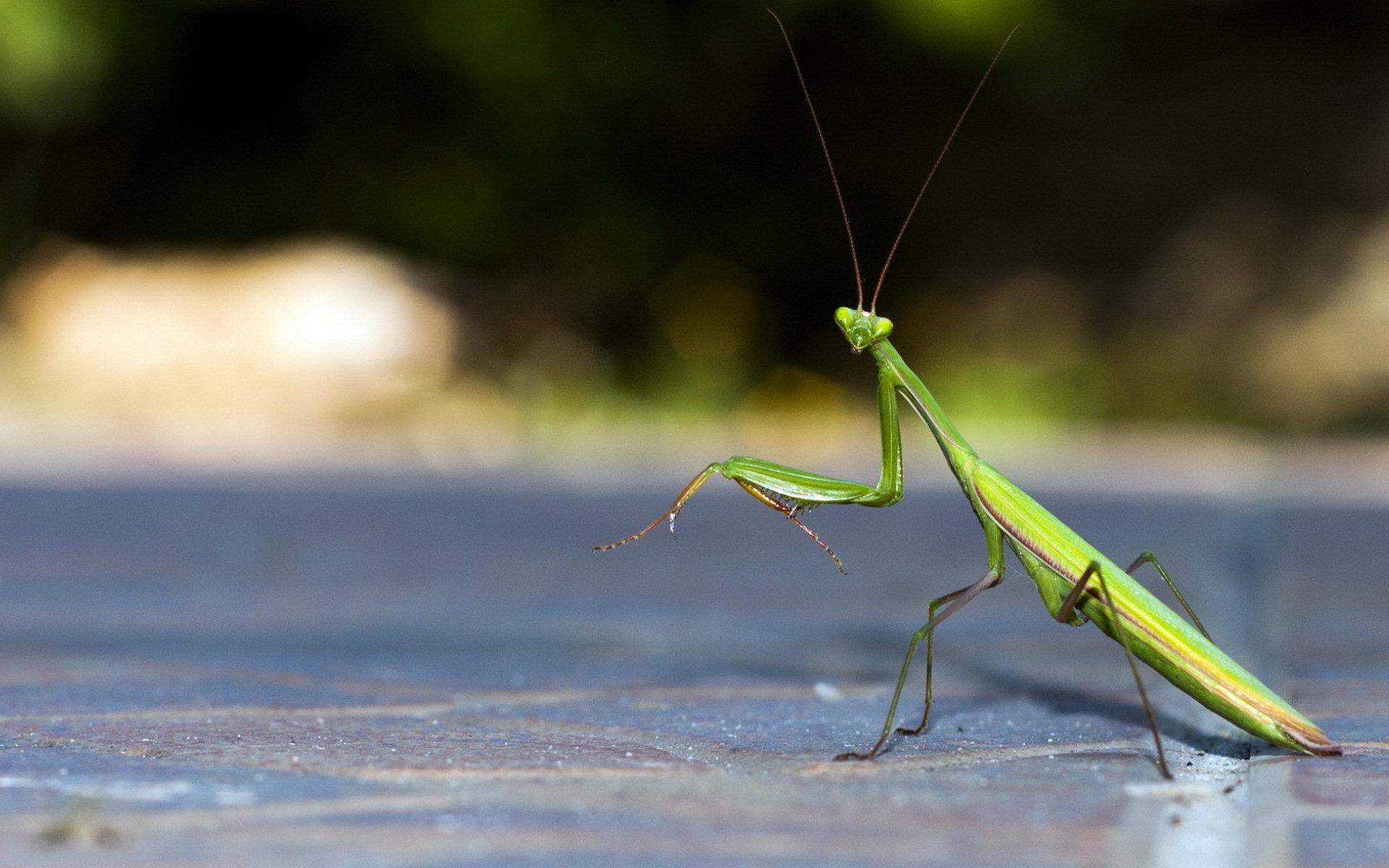 Praying mantis HD Wallpaper, Background Image