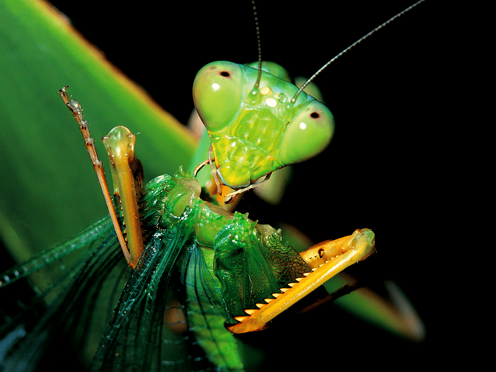Baby Praying Mantis Eating HD Wallpaper, Background Image