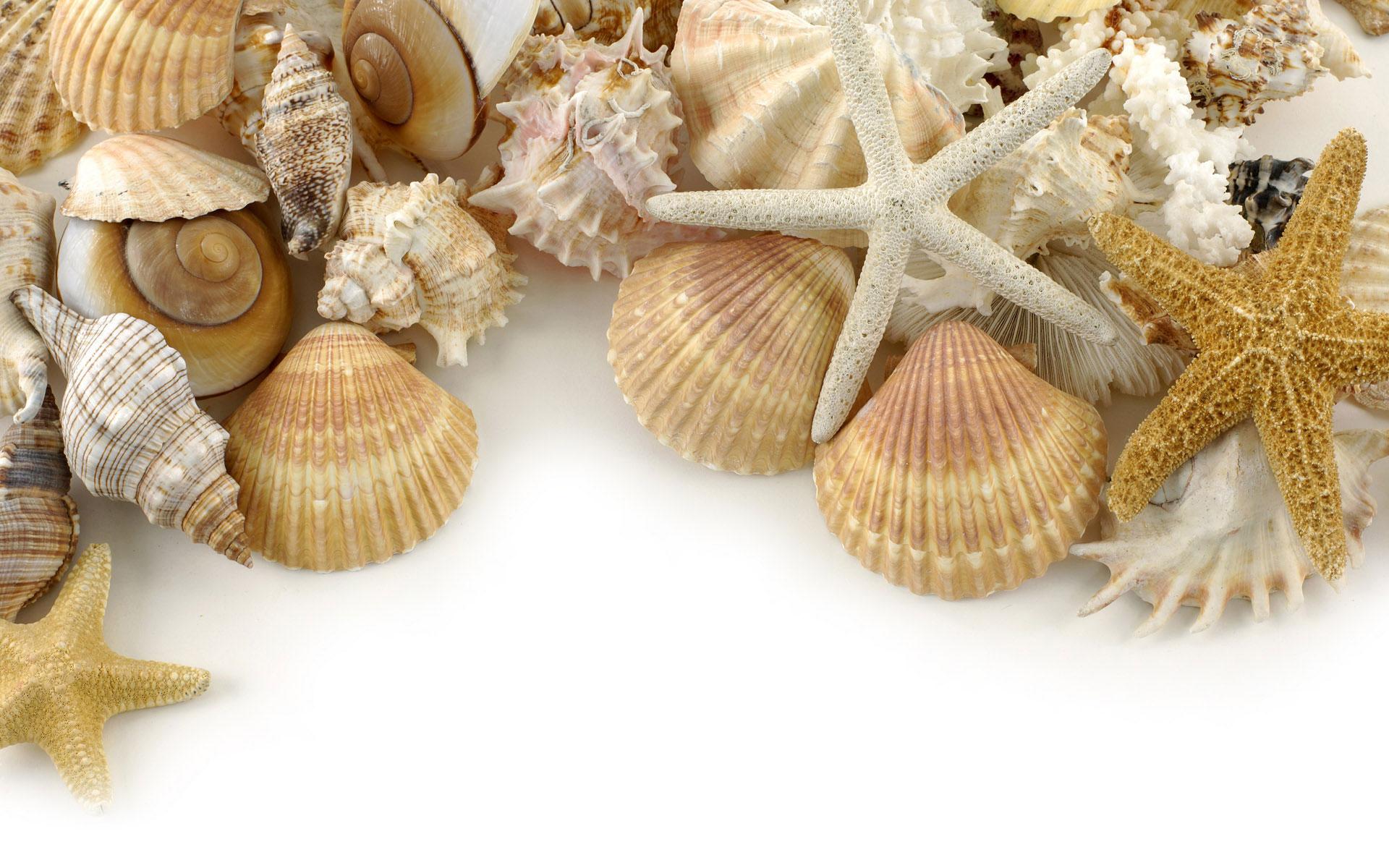 Seashell Wallpaper For Desktop