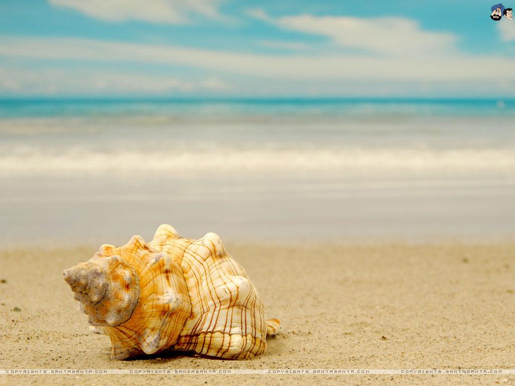 free seashell wallpaper