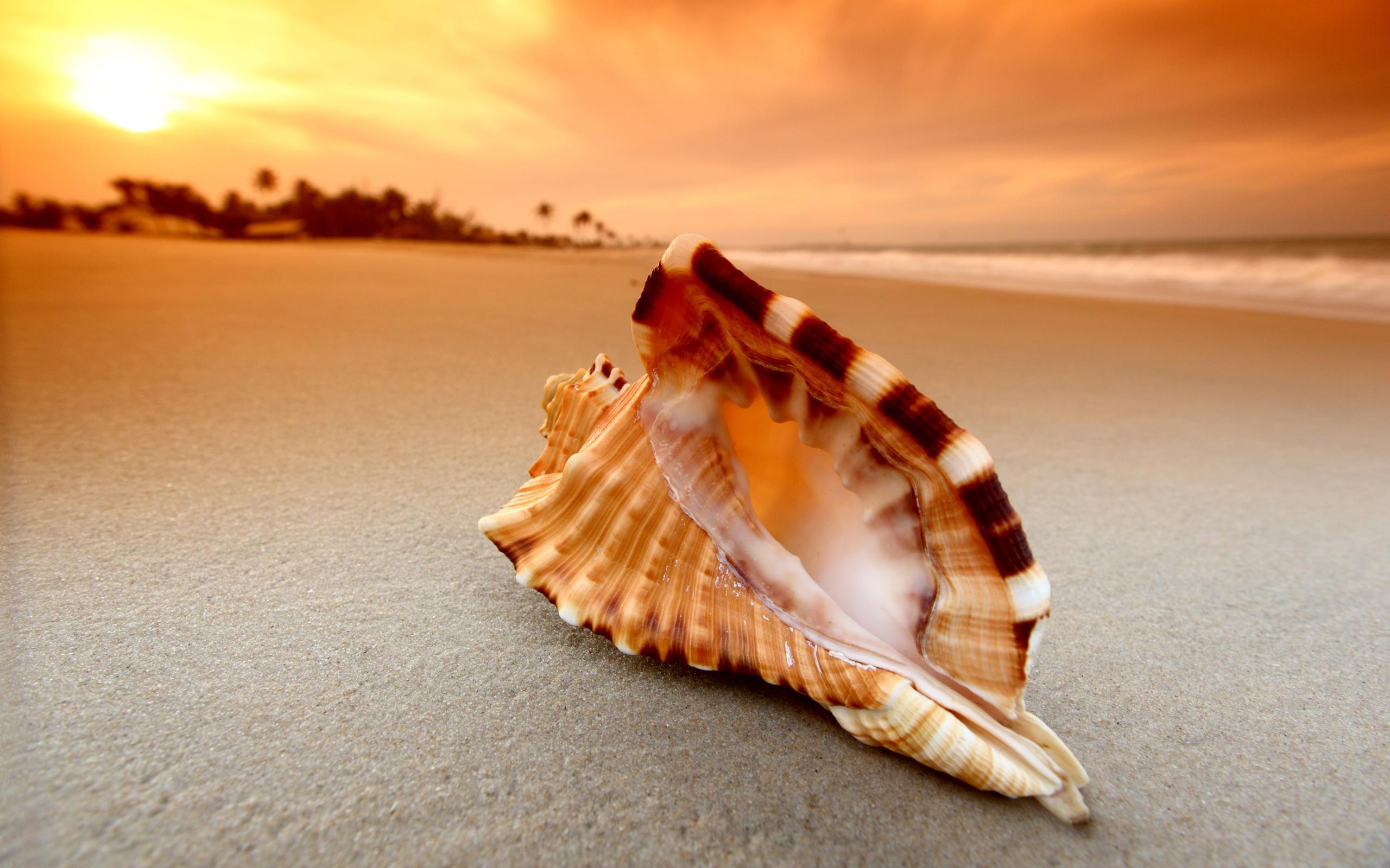 Shell Wallpaper and Background Image