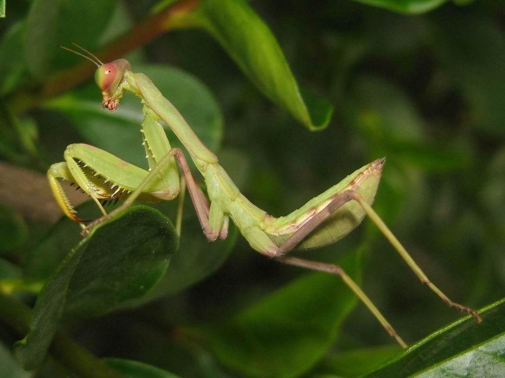 Download Greatest Praying Mantis, Nature Wallpaper