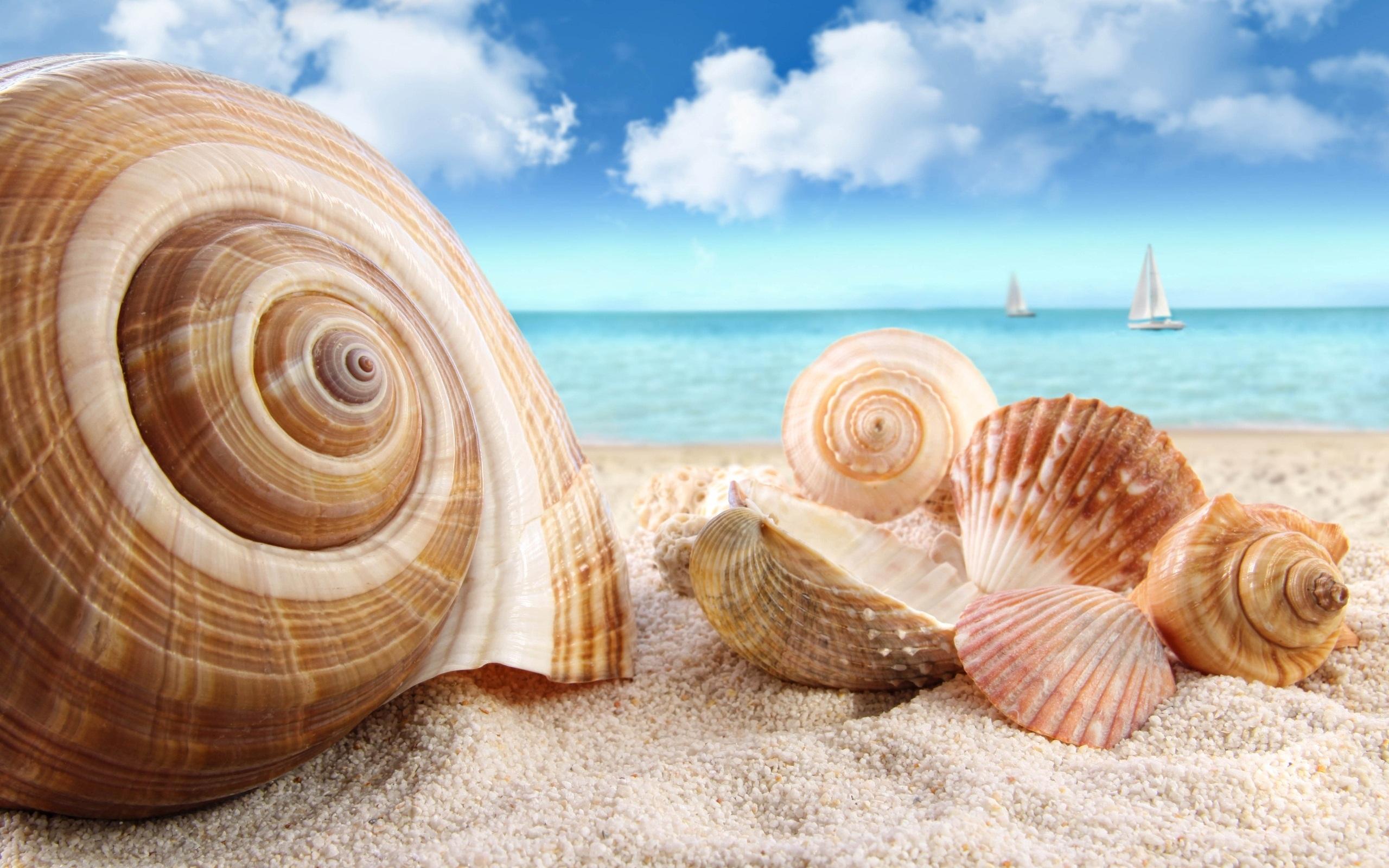 Sea Shells- The Engineer of Ecosystem