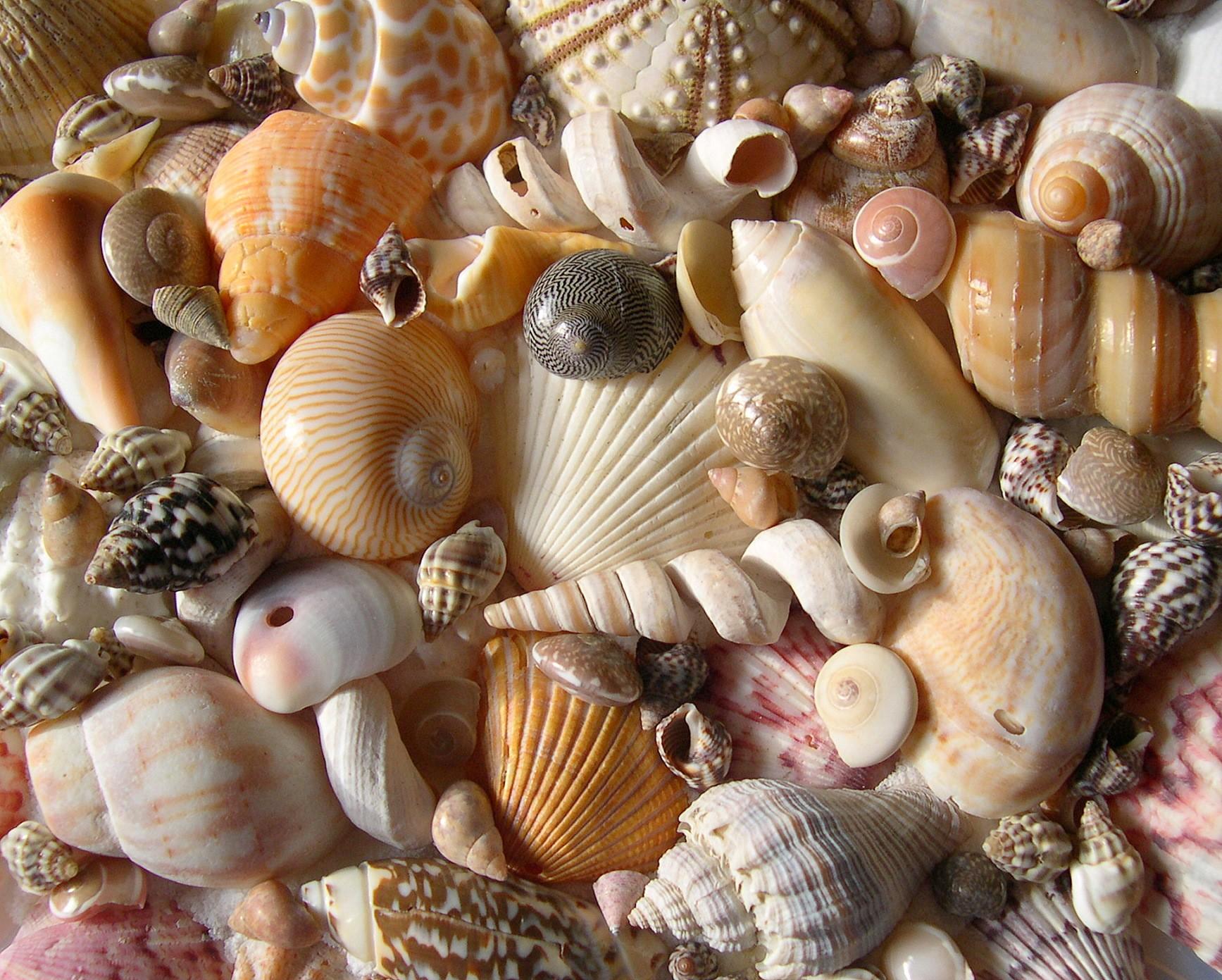 Seashell Desktop Wallpaper