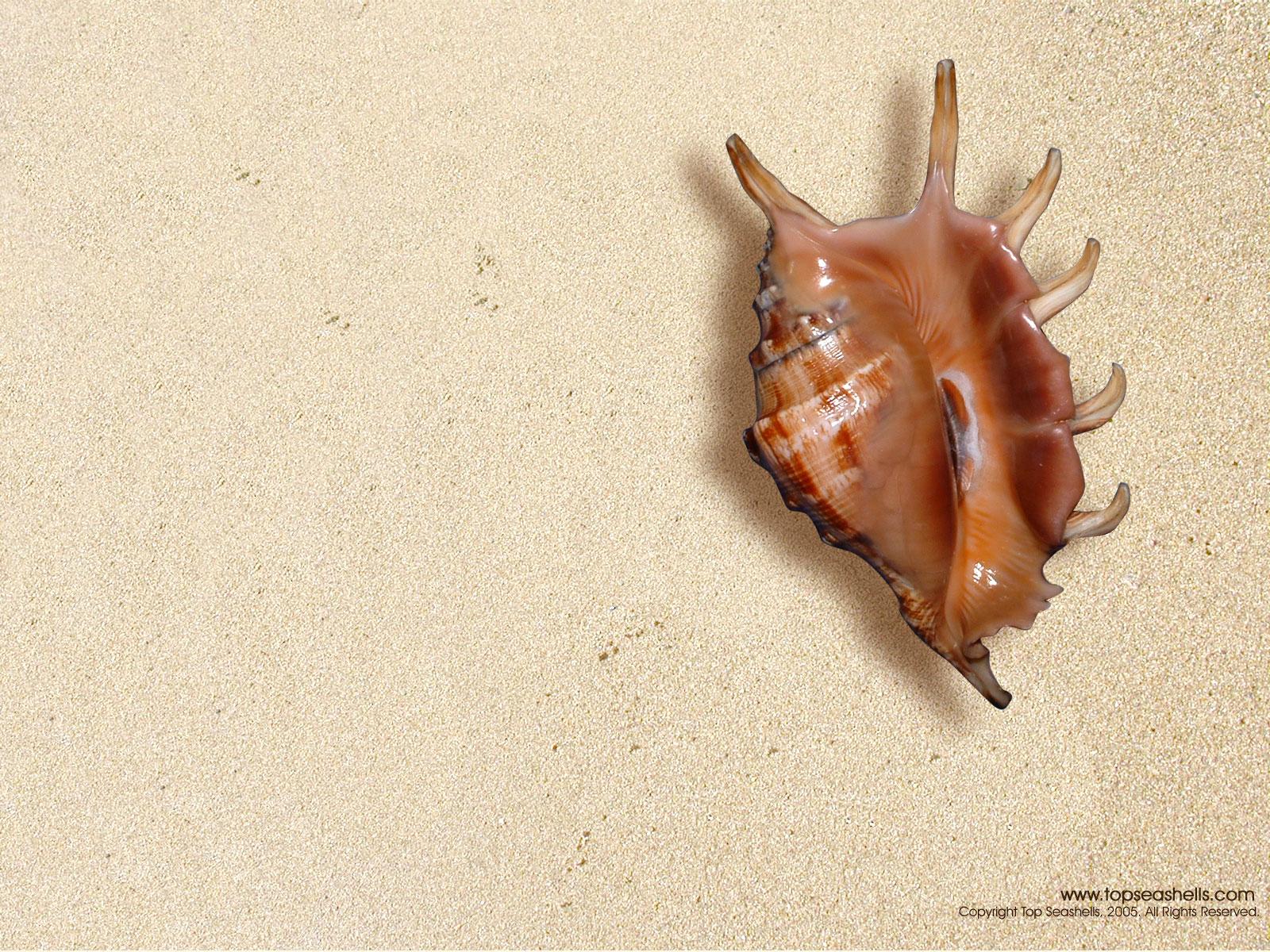 Sea Shell of Topseashells : Specimen Seashells for sale for your