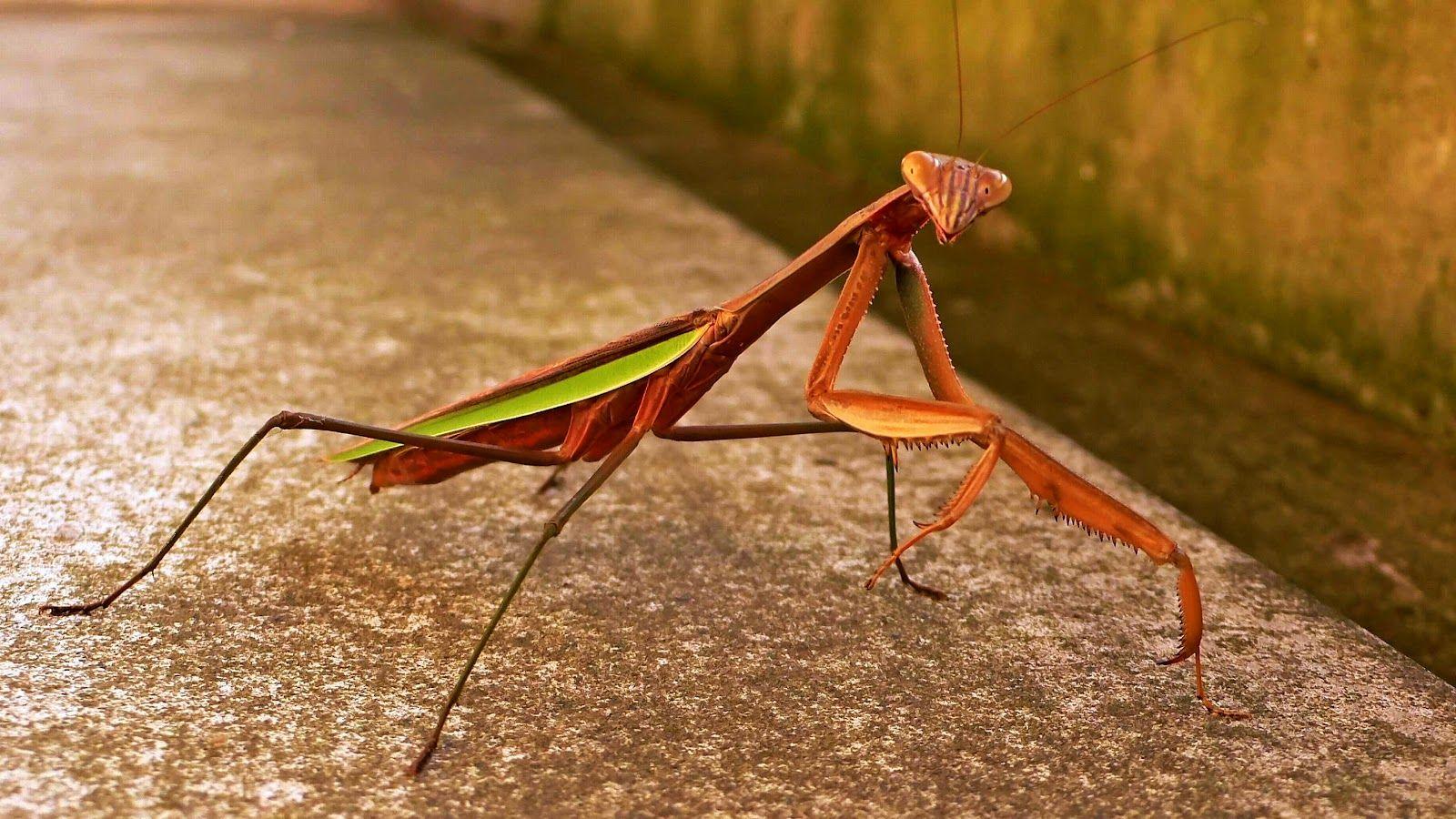 Praying Mantis. Insects. Praying Mantis, Insects and Pray