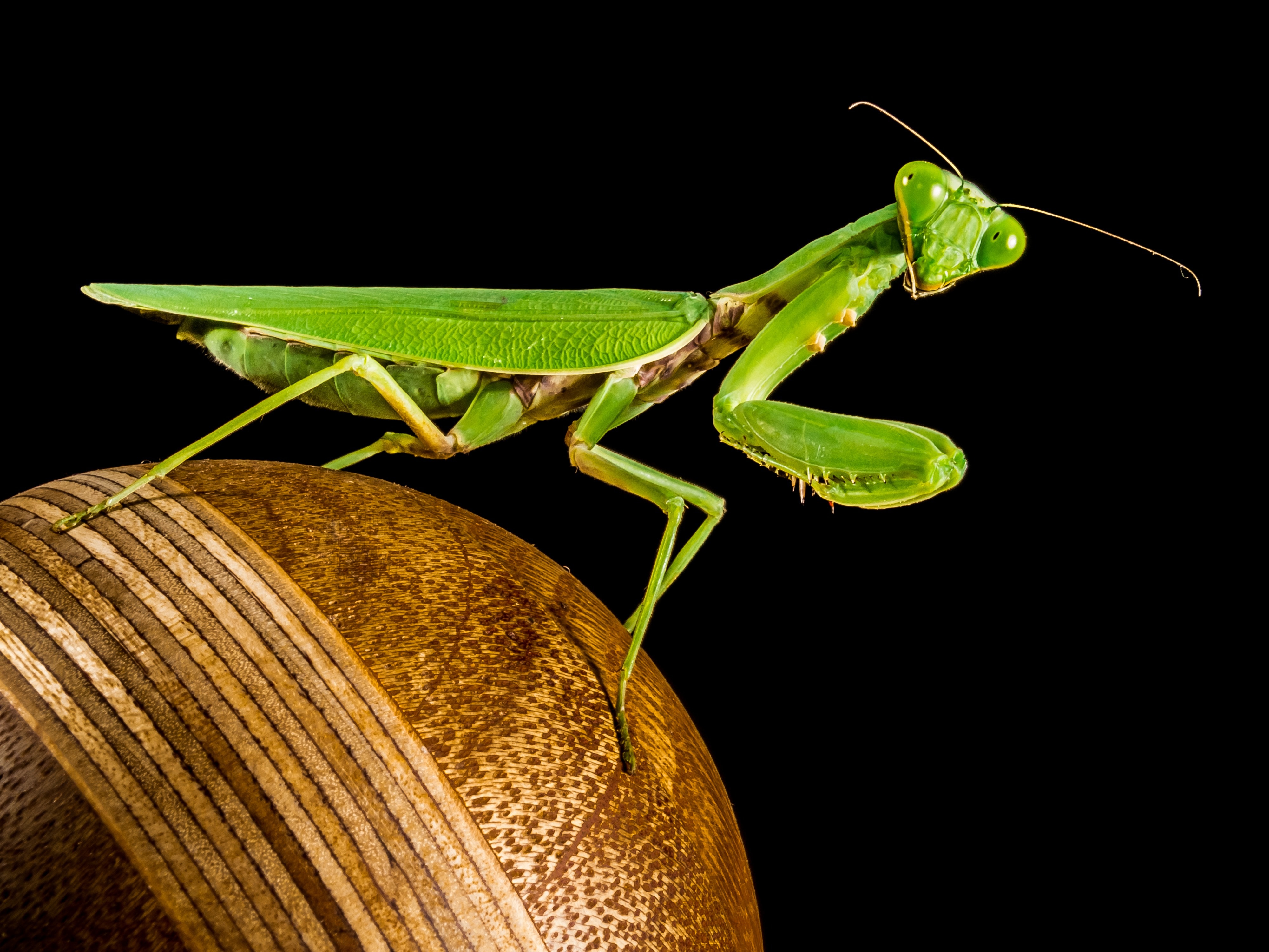 green praying mantis free image