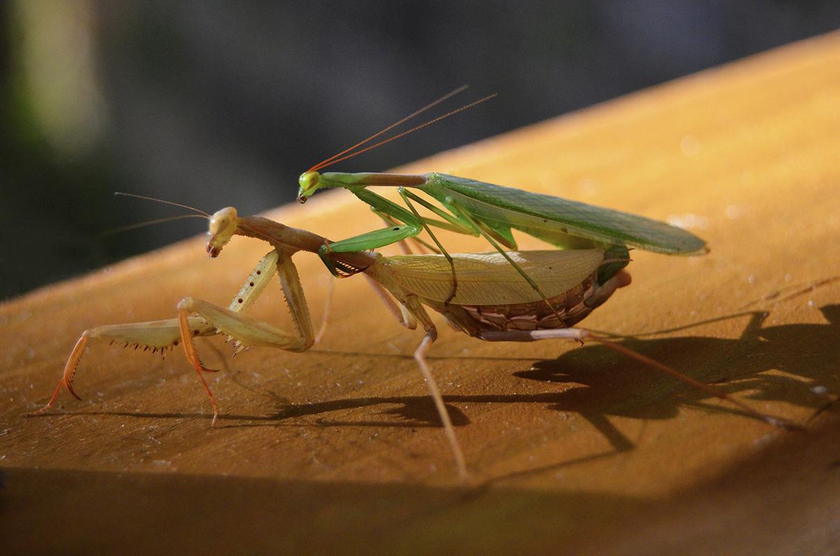 Do female praying mantises decapitate their mates?