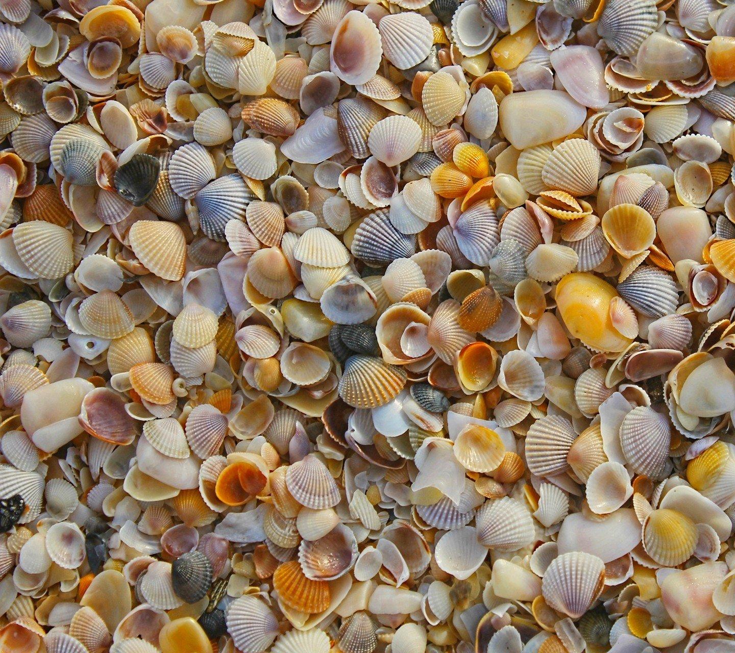 seashell wallpaper and background