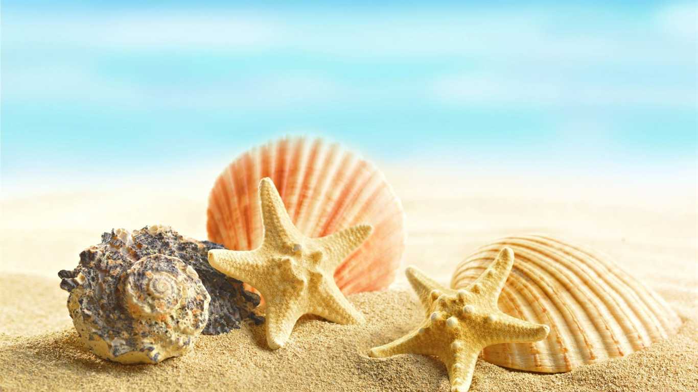 Download Seashell Desktop Wallpaper on HD Wallpaper Page