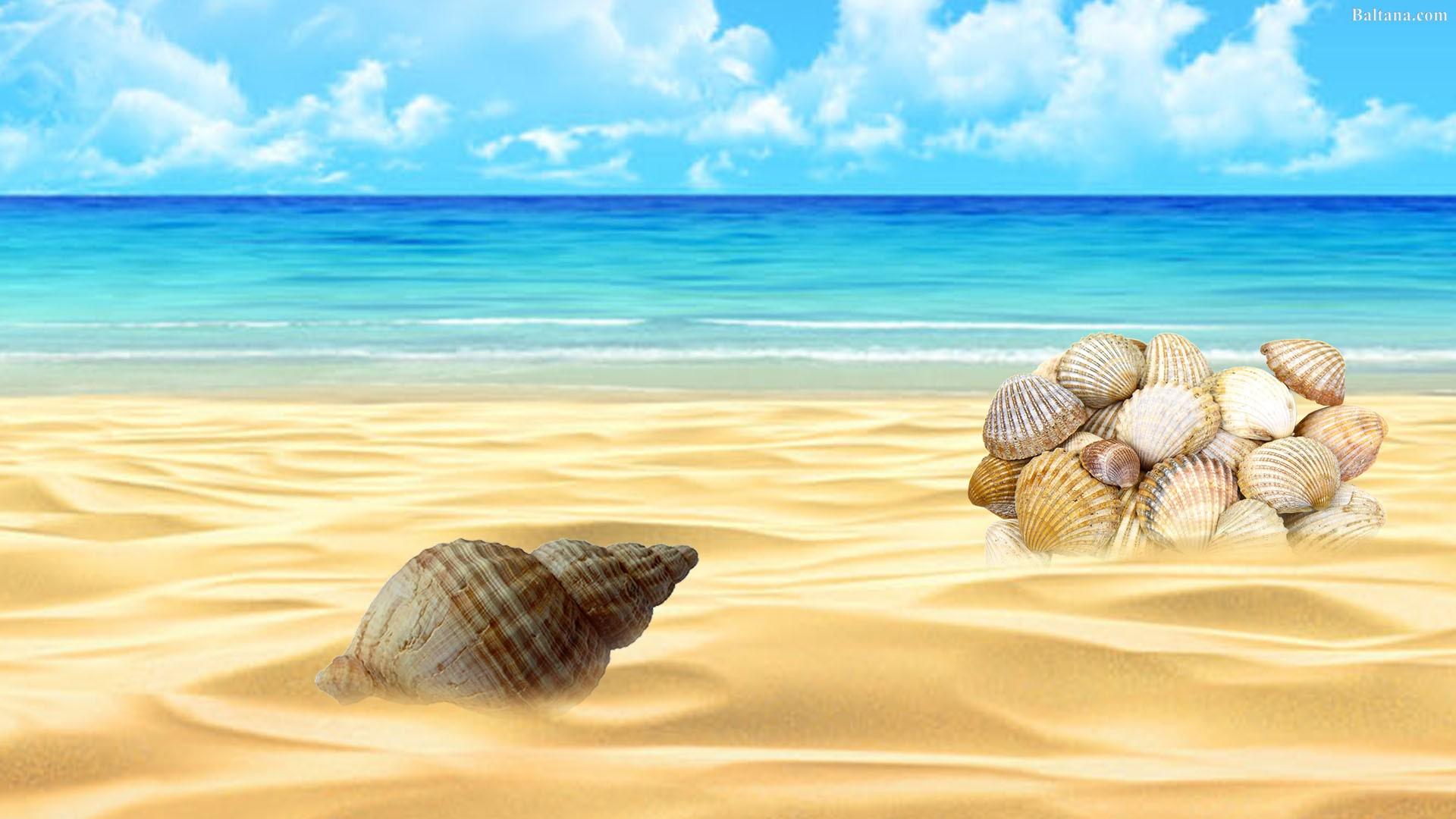 Seashell Wallpapers - Wallpaper Cave