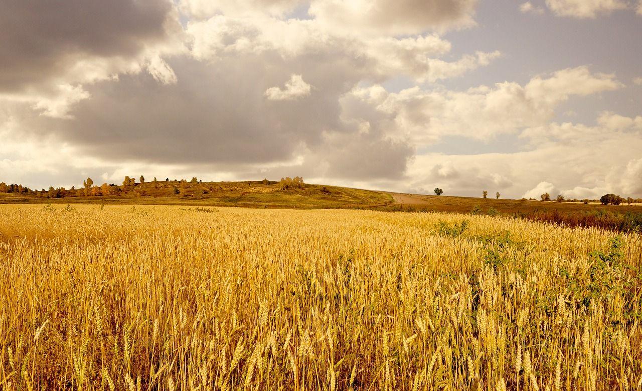 The Wheat and the Tares) A poem by: William E. Blackburn Copyright