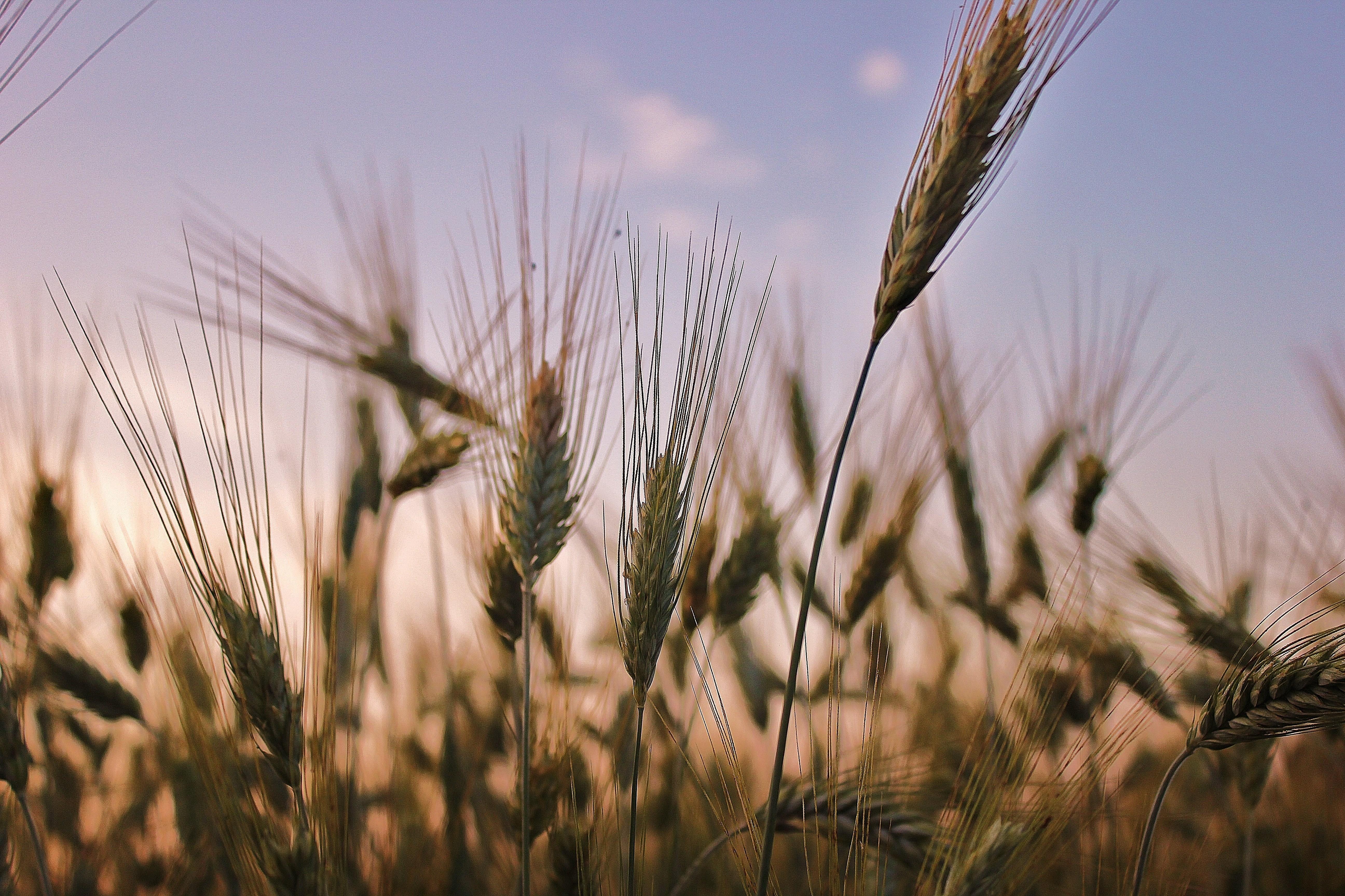 Wheat and Tares by Kristina Odom. Bible Study. Health