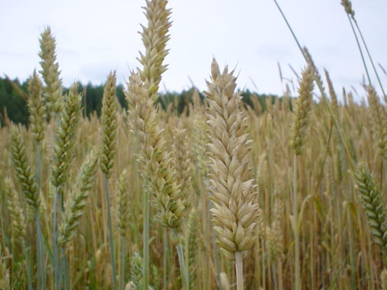 Free picture: wheat