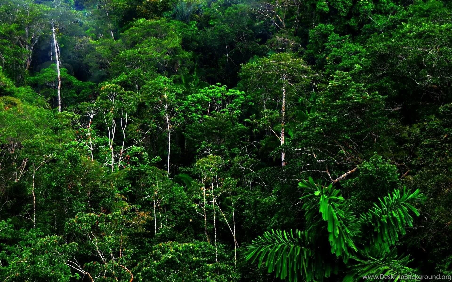 Tropical Rainforest HD Wallpaper Desktop Background
