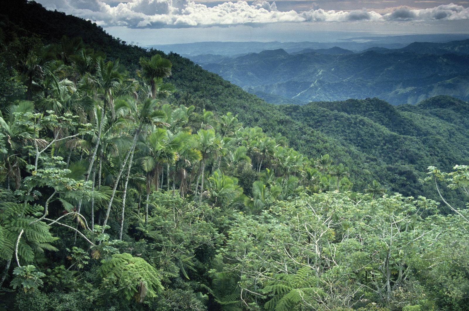 Tropical Rainforest Wallpaper 1600x1062 (537.61 KB)