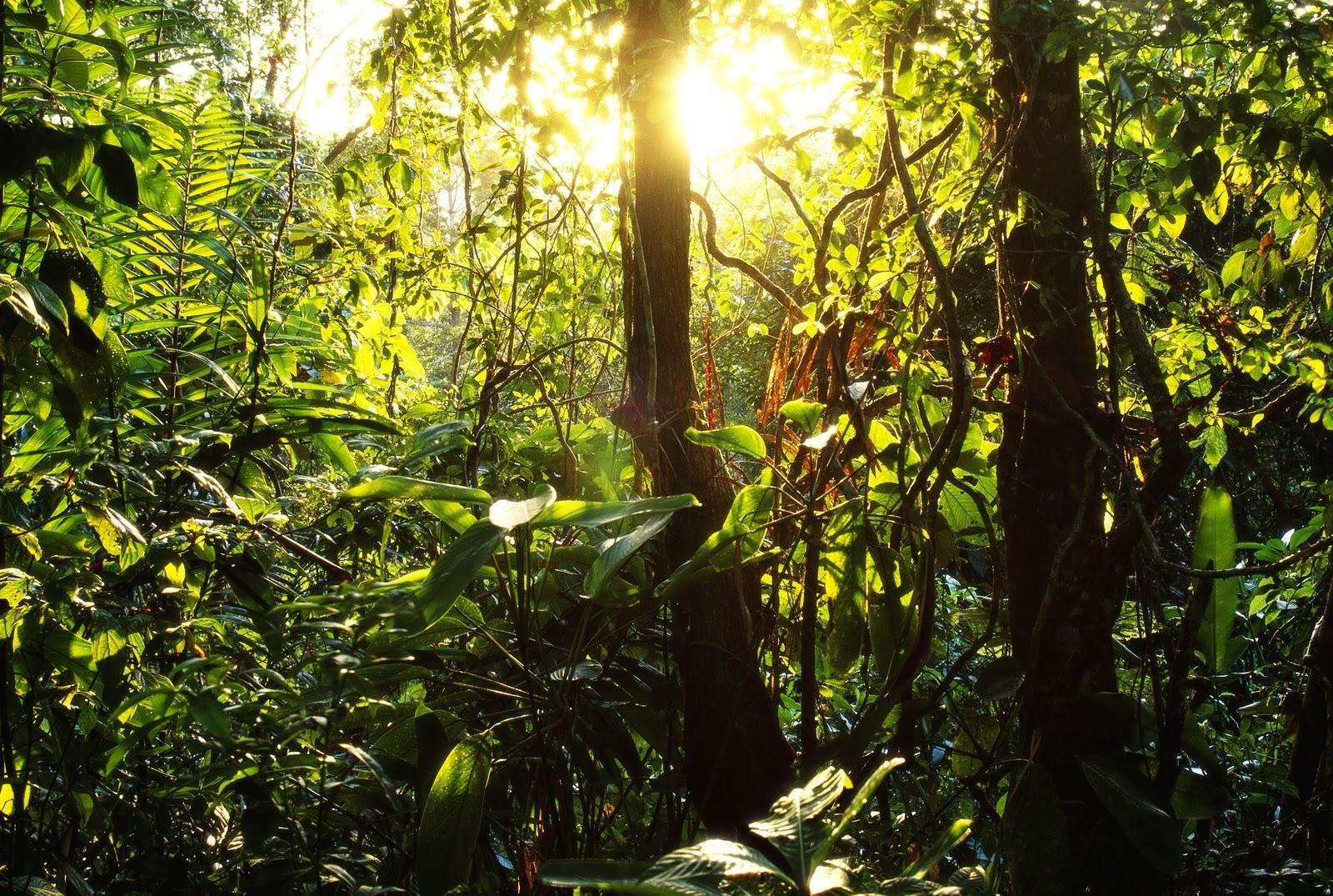 Вечнозелёные тропические леса Южной Америки