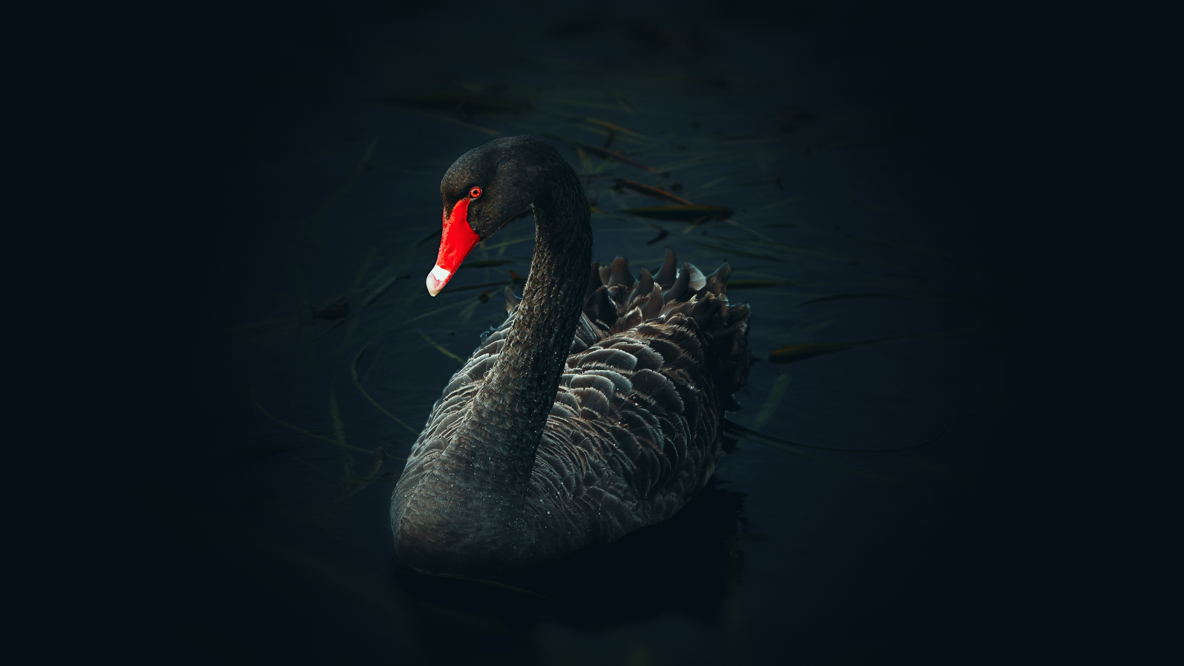Free Black Swan Chromebook Wallpaper Ready For Download