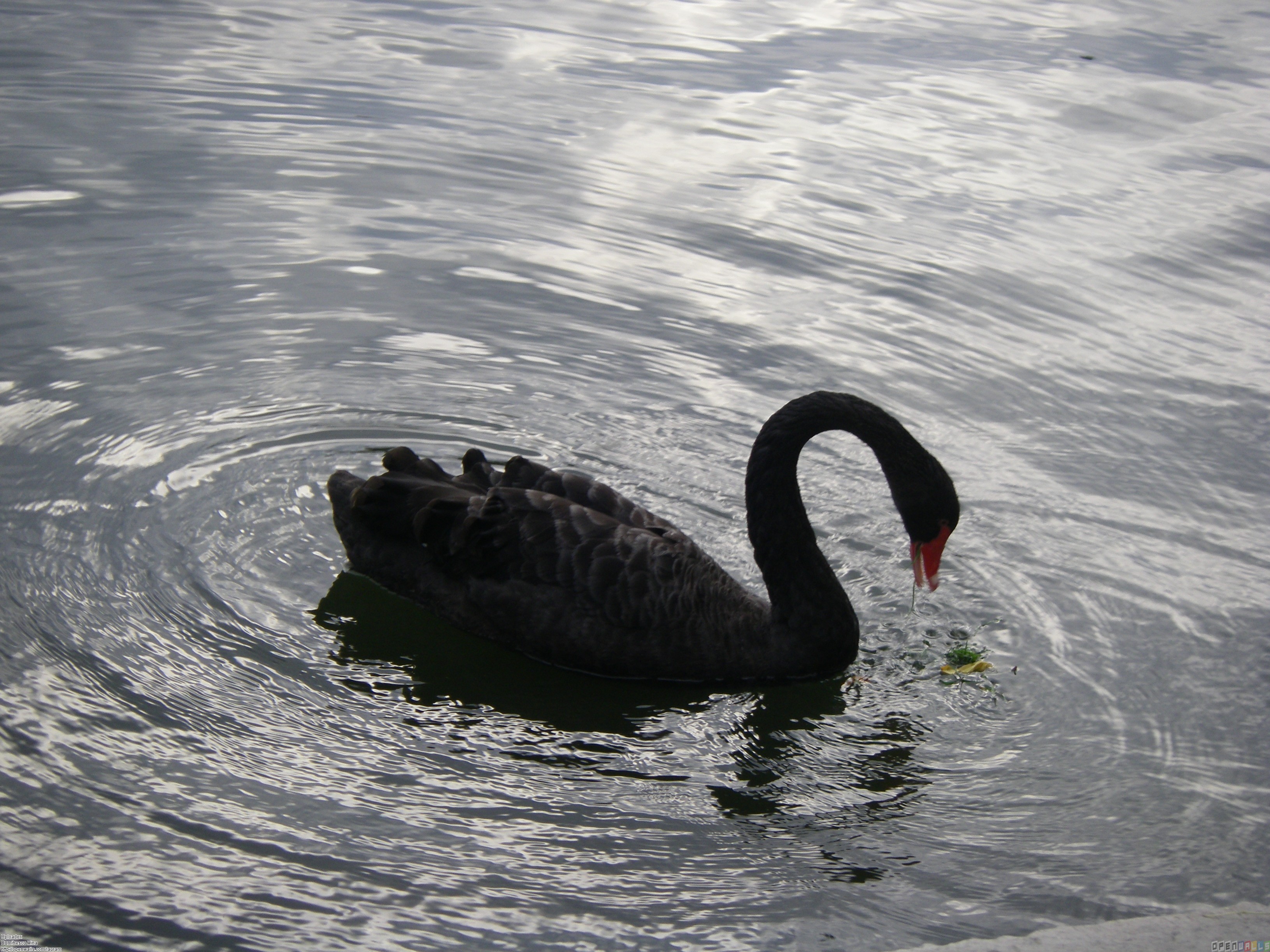 black swan bird wallpaper