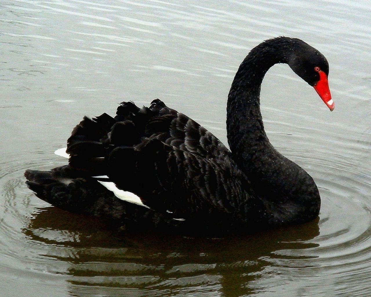 Picture, Black swan, birds best picture on your desktop, wallpaper