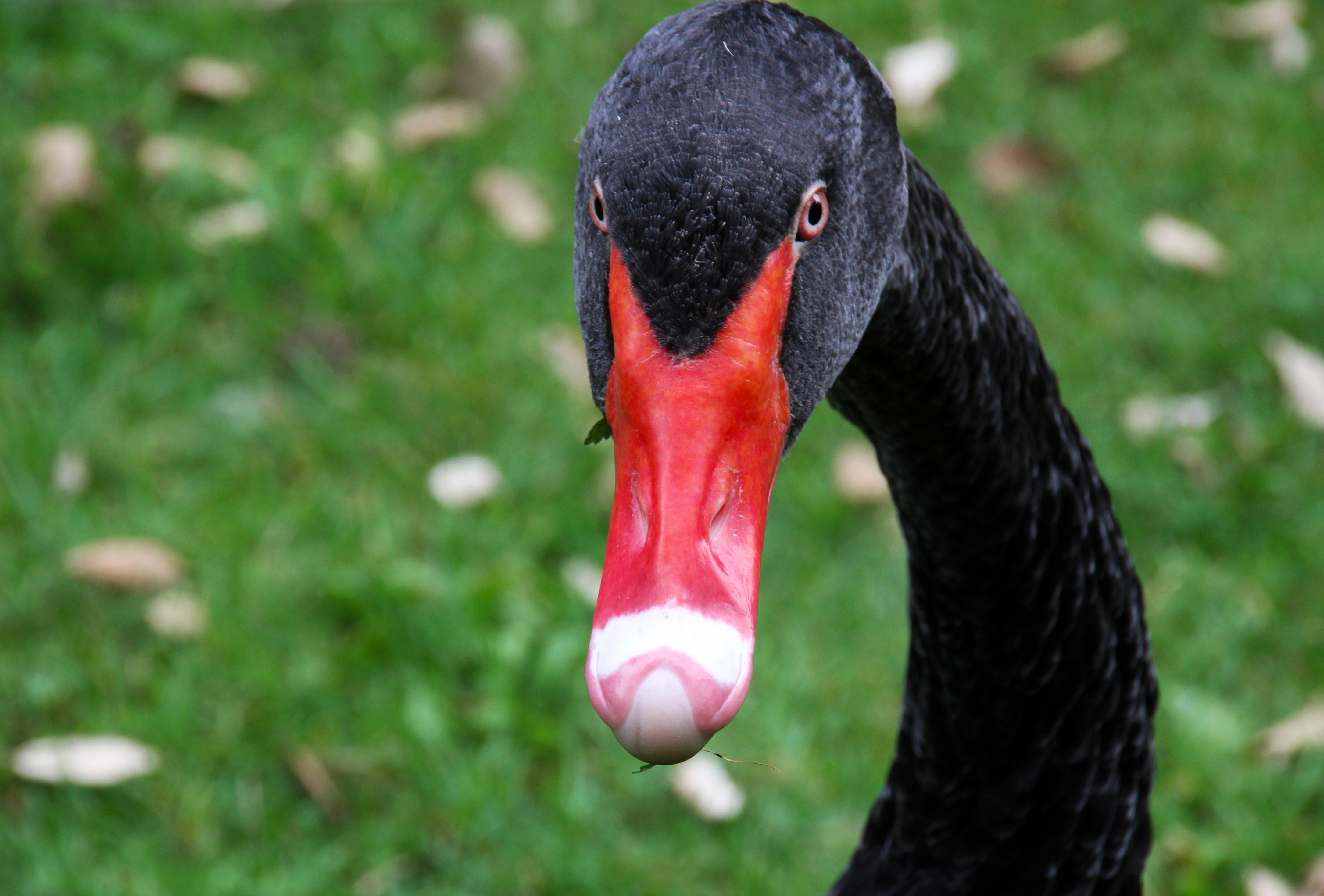 Download 4342x2938 Black Swan, Close Up Face, Red Beak Wallpaper