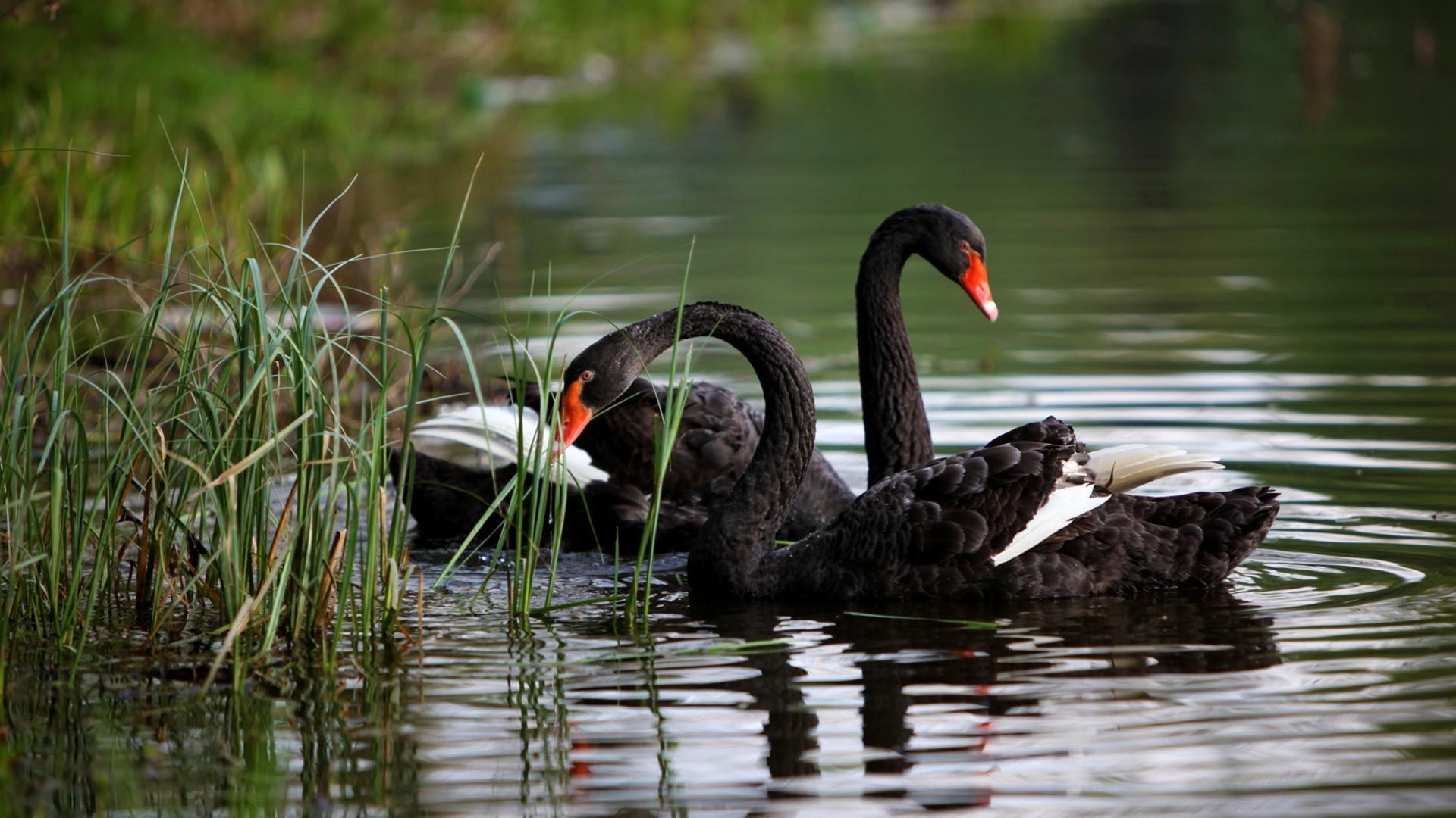 Black swans. iPhone wallpaper for free