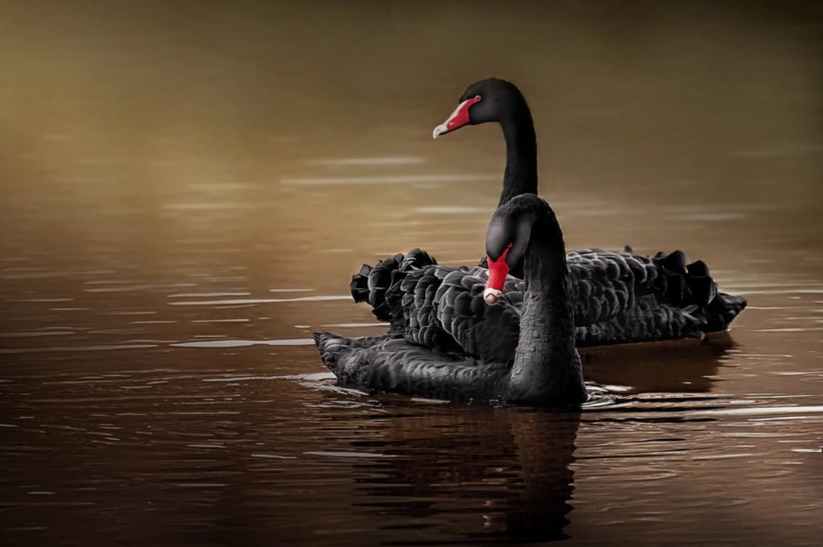 Birds: Black Swans Swan Lake Couple Bird Full HD Animal for HD 16:9