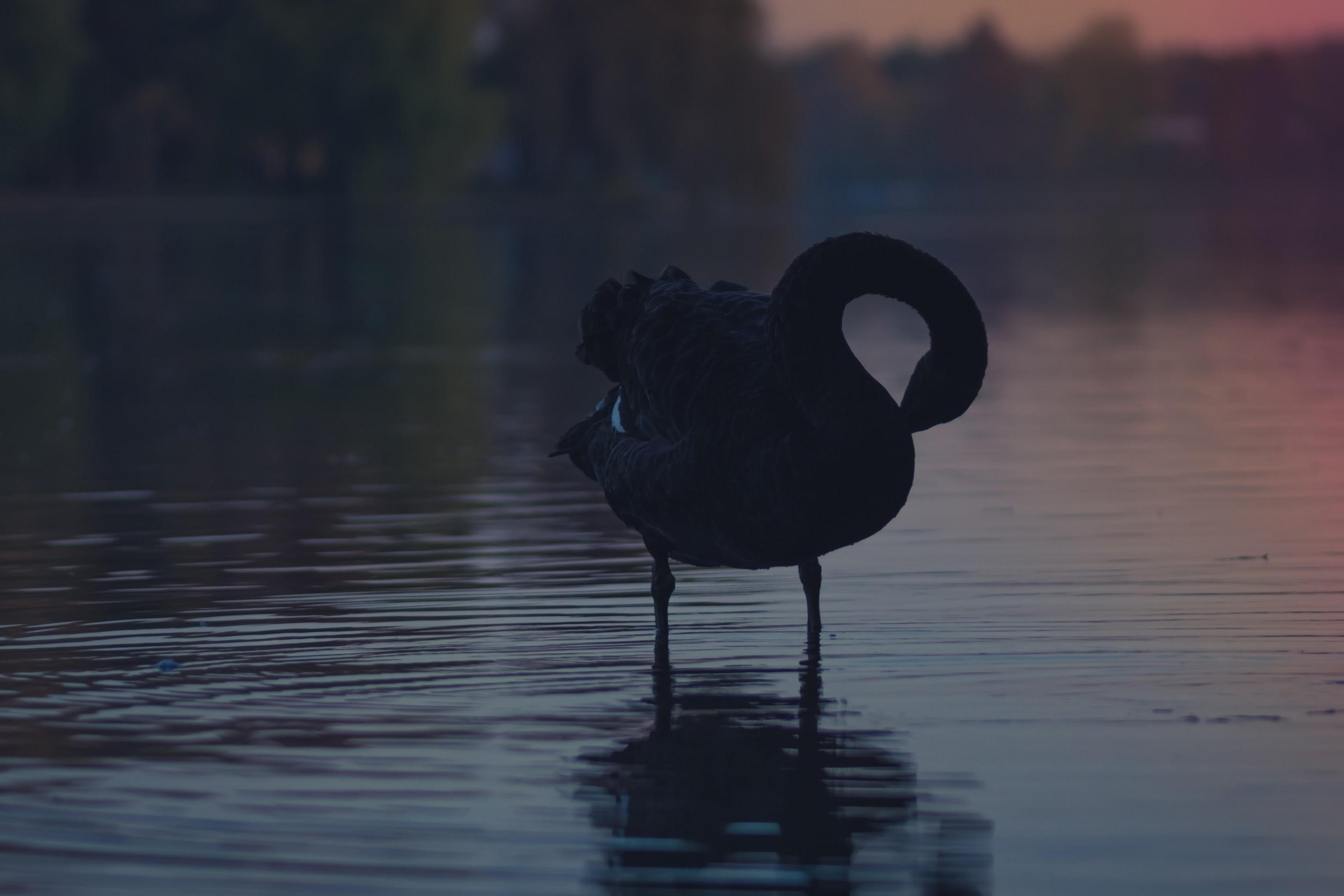 Download 3055x2038 Black Swan, Lake, Birds Wallpaper