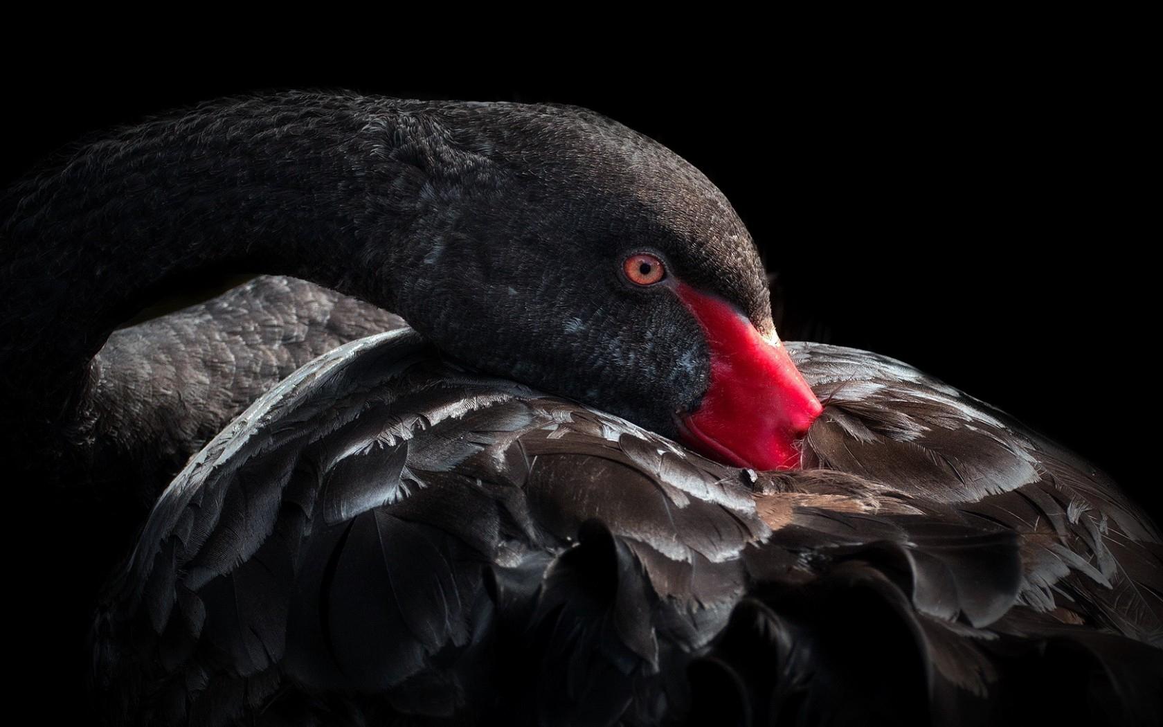 Download wallpaper 1680x1050 black swan, bird, beak, feathers HD