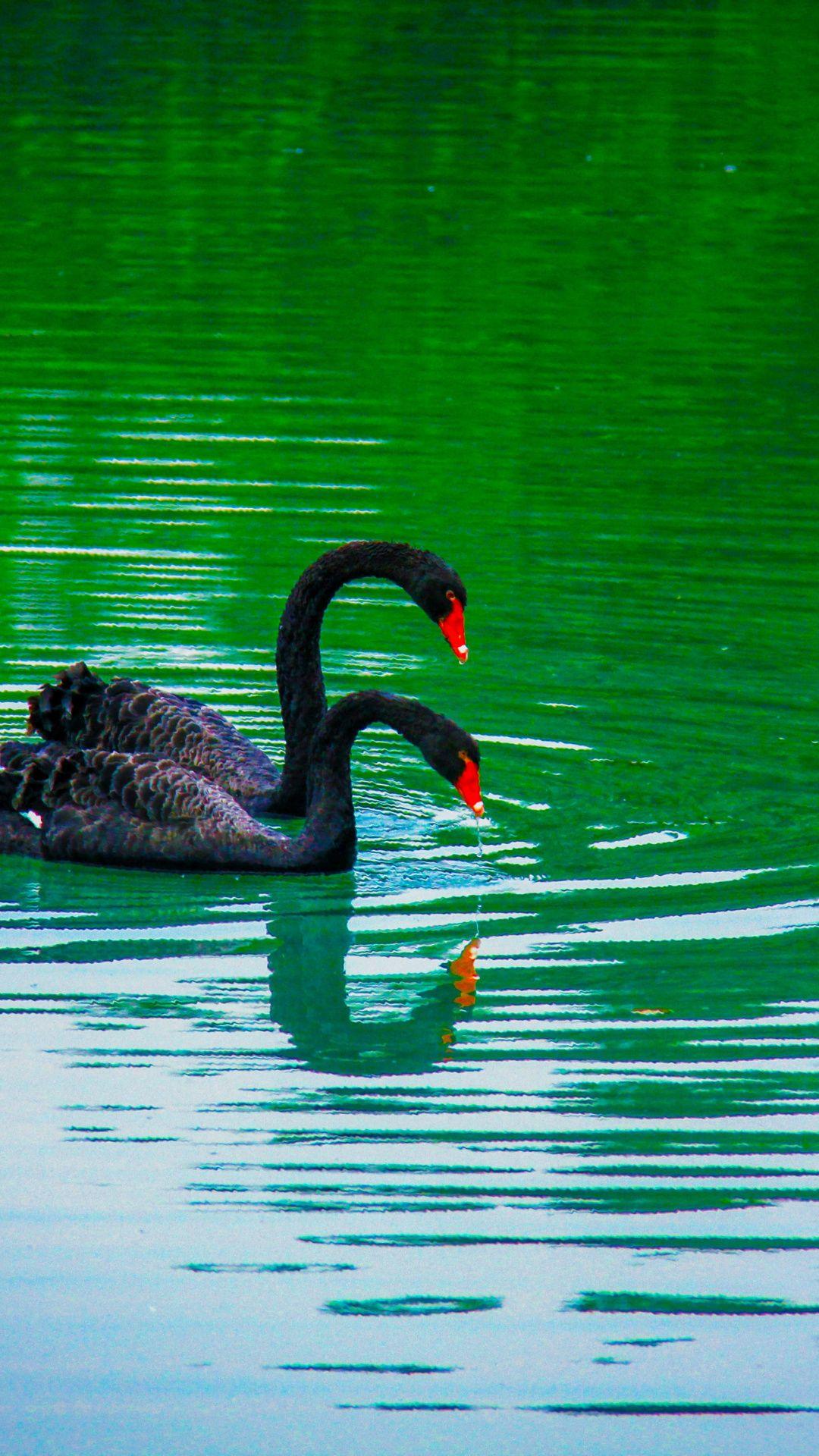 Black, swan, pair swim wallpaper. Birds. Birds, Swan, Black swan bird