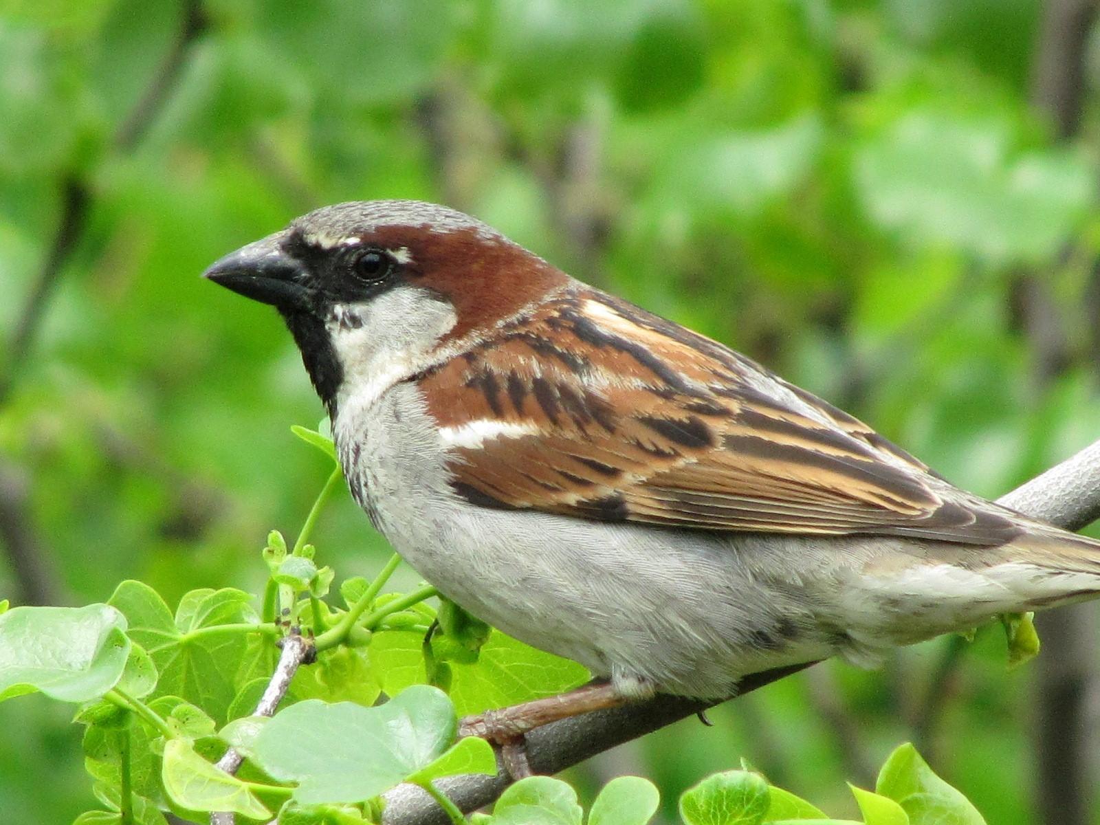 Sparrow Sitting in Tree Wallpaper