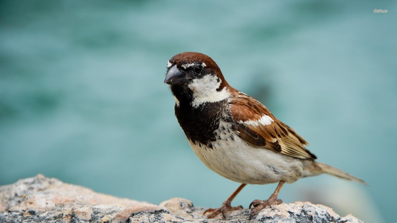 Sparrow. Sparrow HD Wallpaper. Sparrow Picture. Sparrow Photo