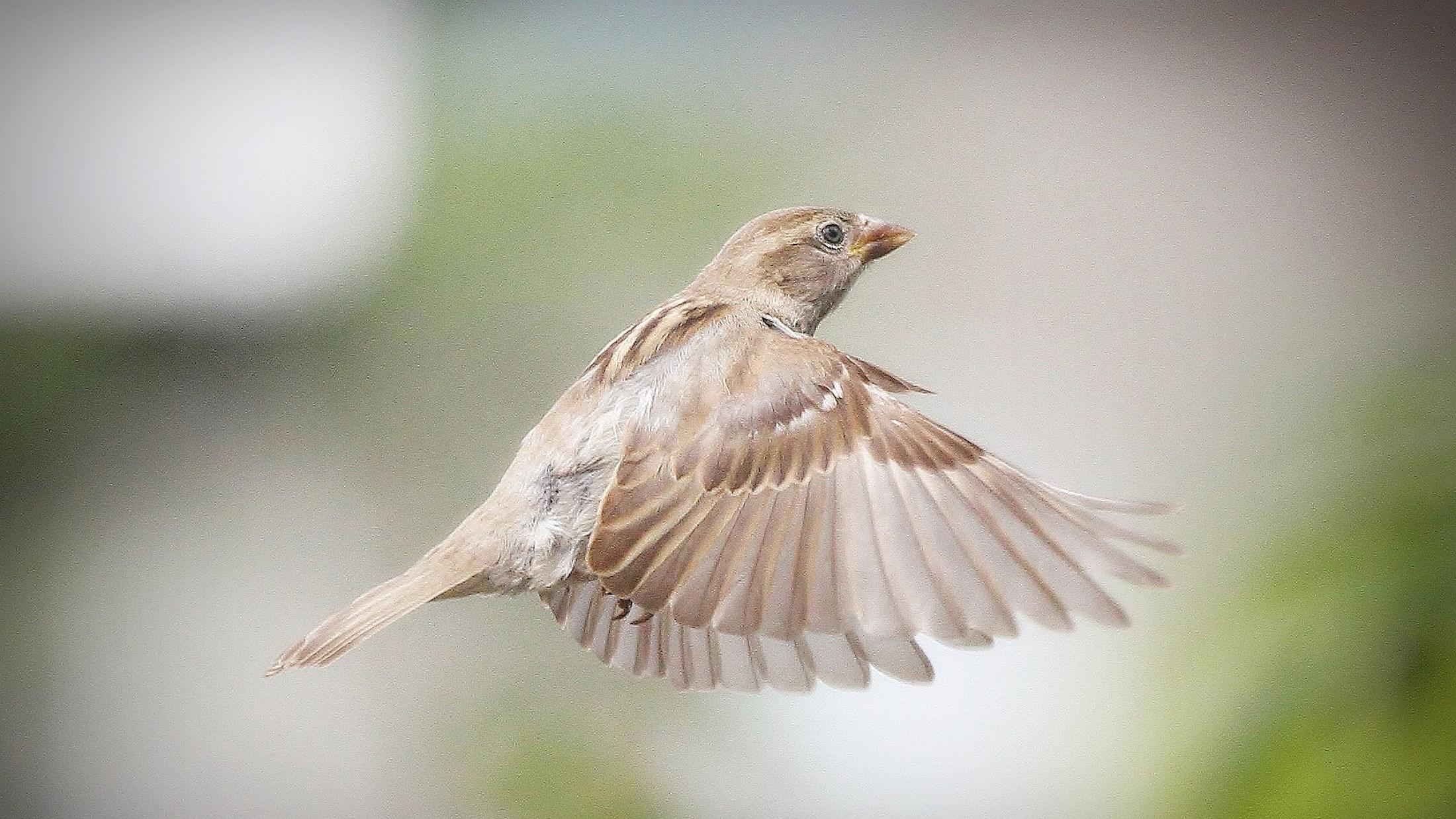 wallpaper free sparrow