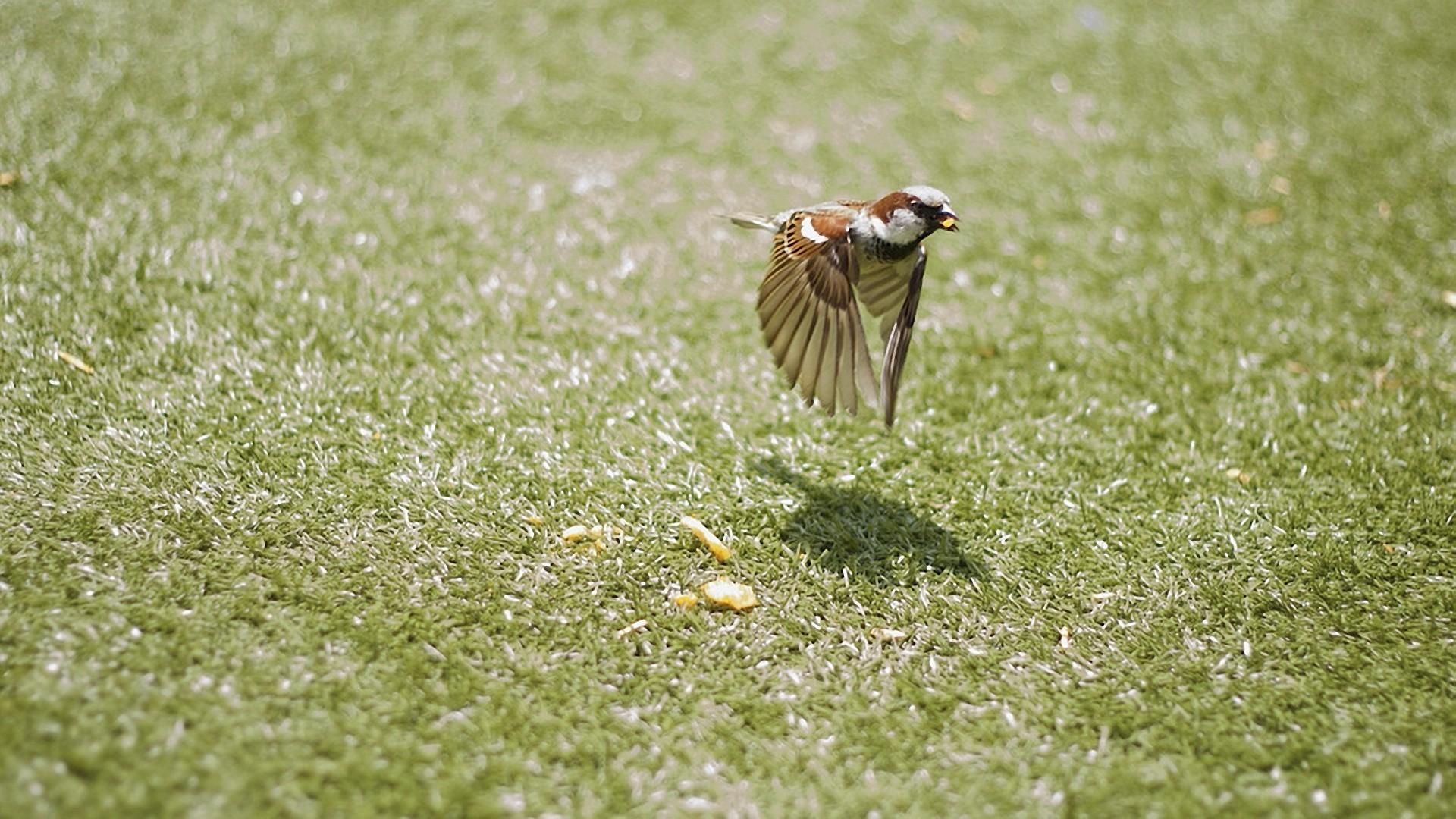 Birds flying grass nature sparrow wallpaper