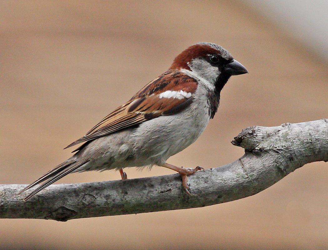 Free Download Wallpaper HD, sparrow bird high resolution full HD