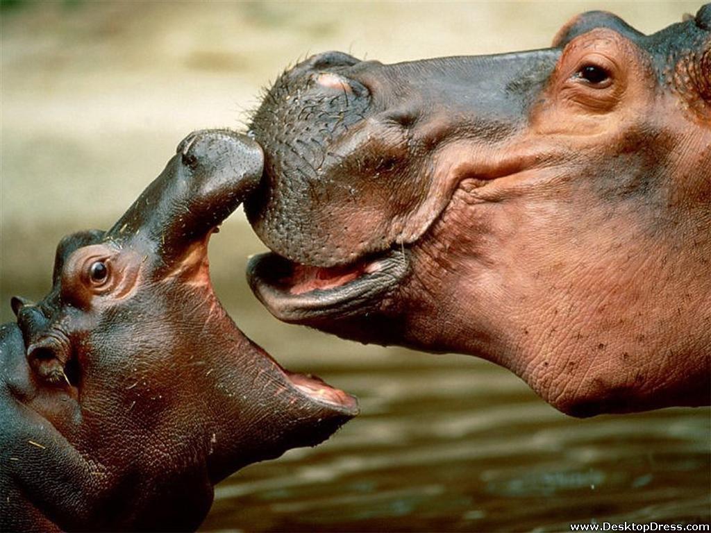 Desktop Wallpaper Animals Background Hippopotamus Kiss