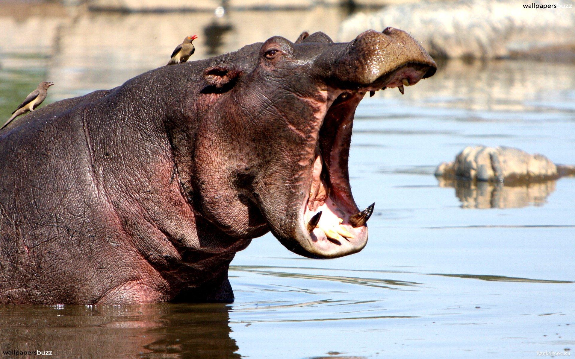 Yawning hippo HD Wallpaper