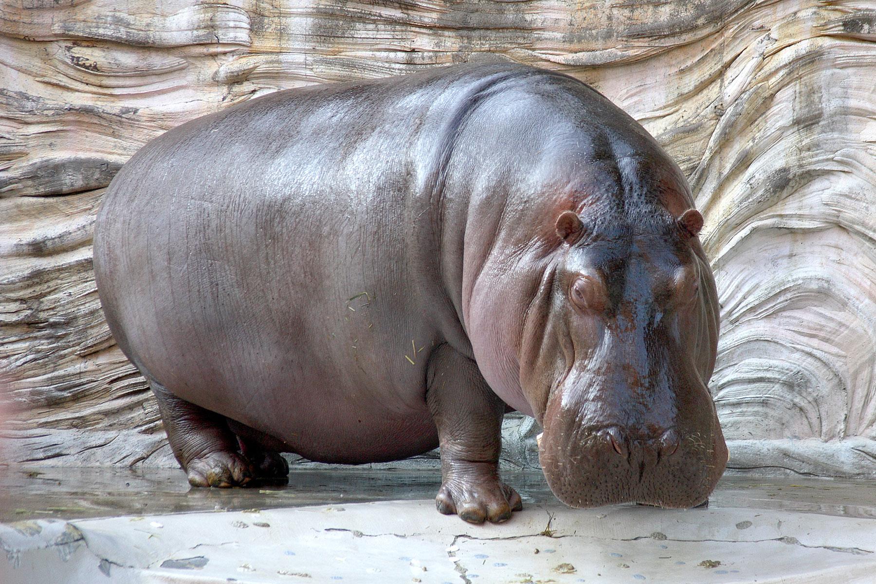 Hippopotamus Image Latest Full HD Wallpaper Gallery