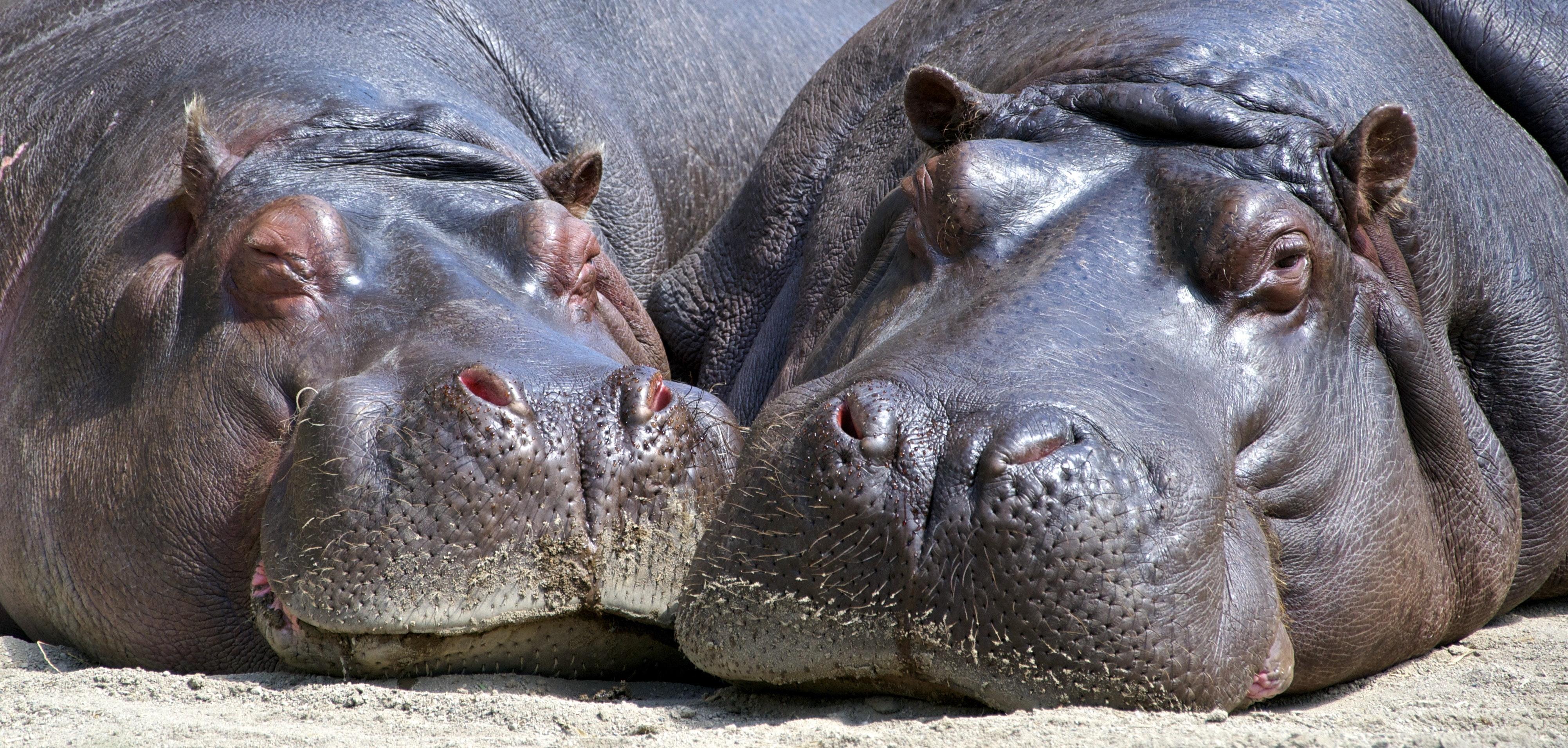Black Hippopotamus Laying on Ground during Daytime · Free