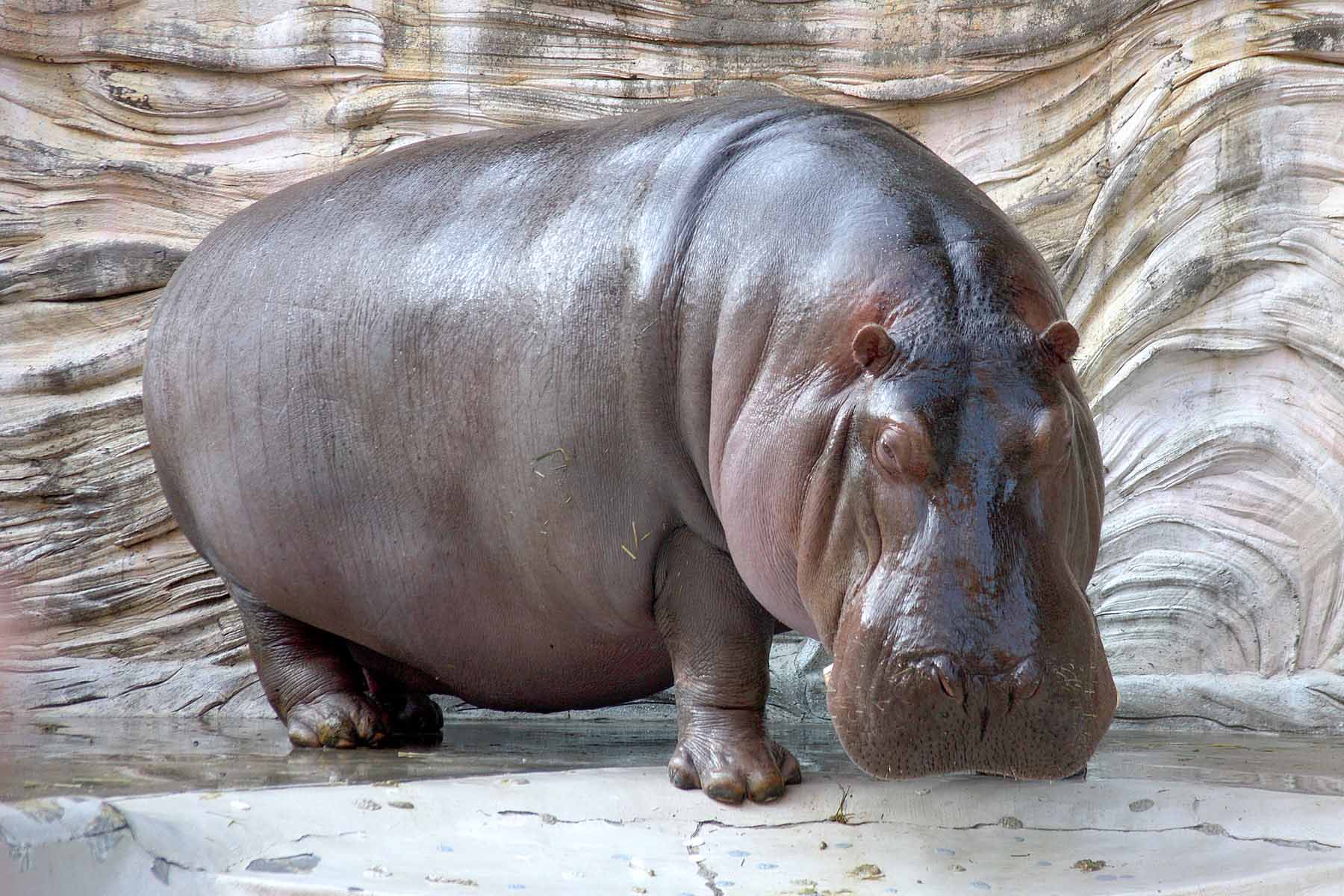 Hippopotamus download high definition wallpaper. High Definition