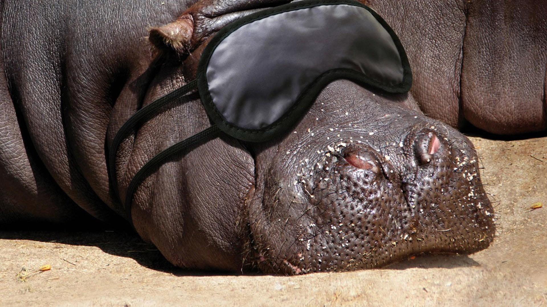 Animals hippopotamus wallpaper. PC
