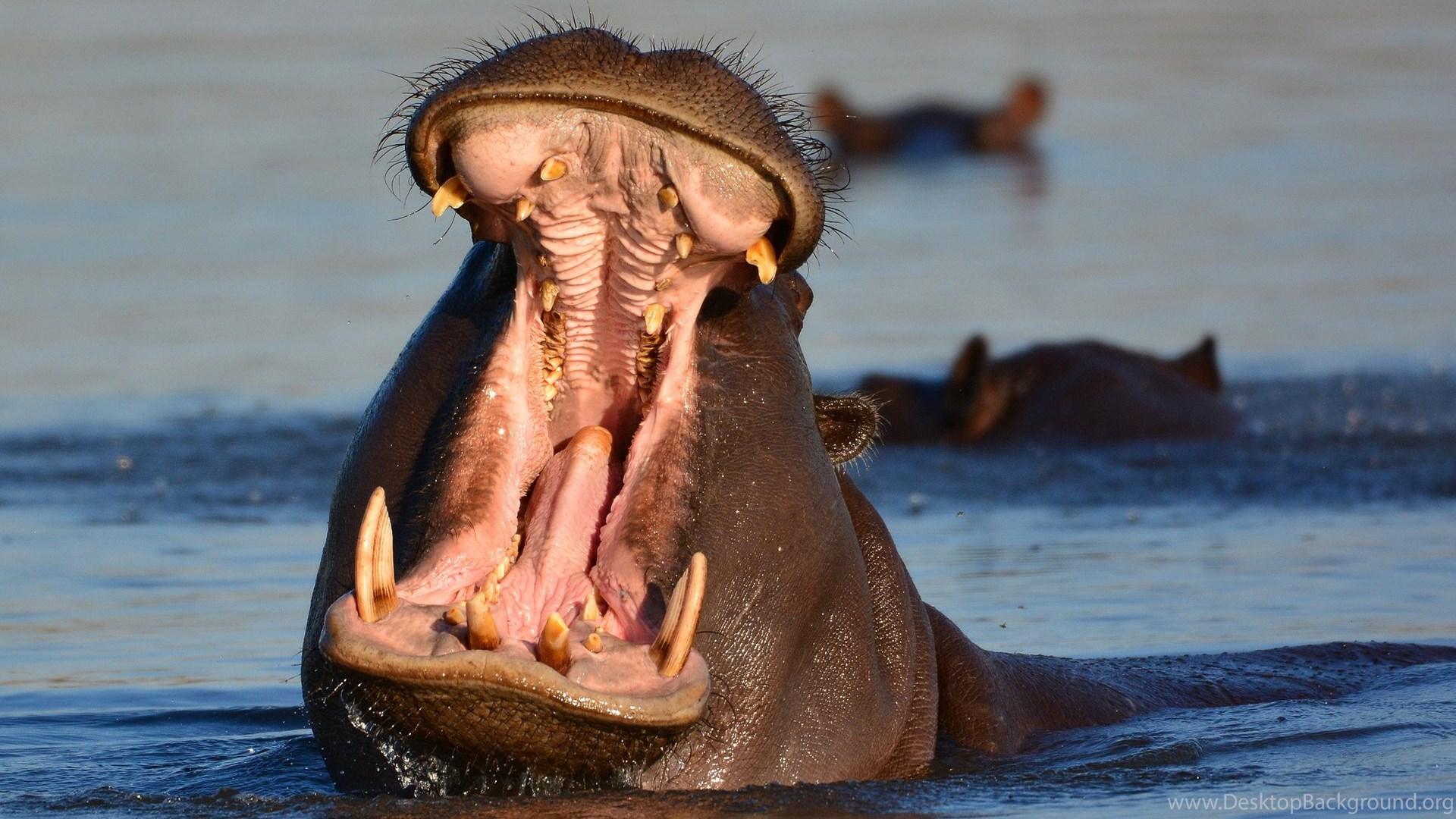 Hippopotamus Hippo (2) Wallpaper Desktop Background