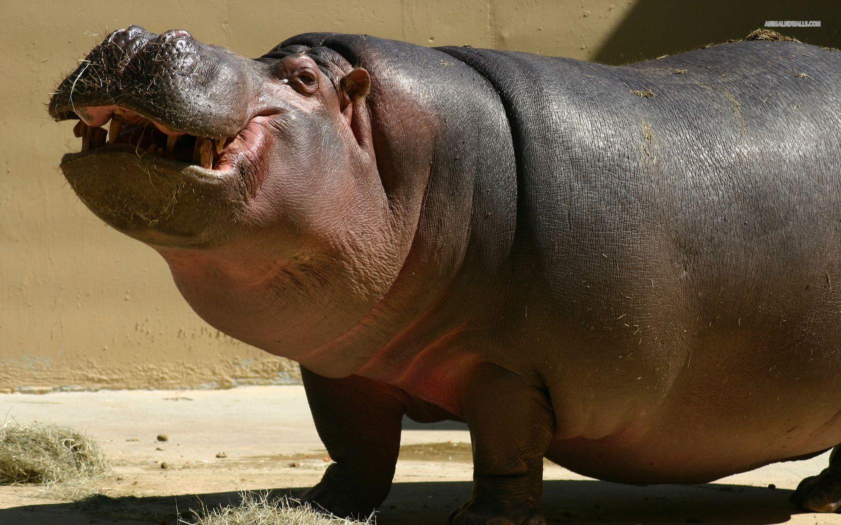 Hippopotamus HD Desktop Wallpaper 1680x1050 (330.47 KB)