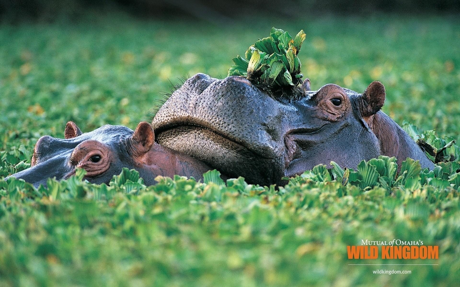 Hippos. Android wallpaper for free