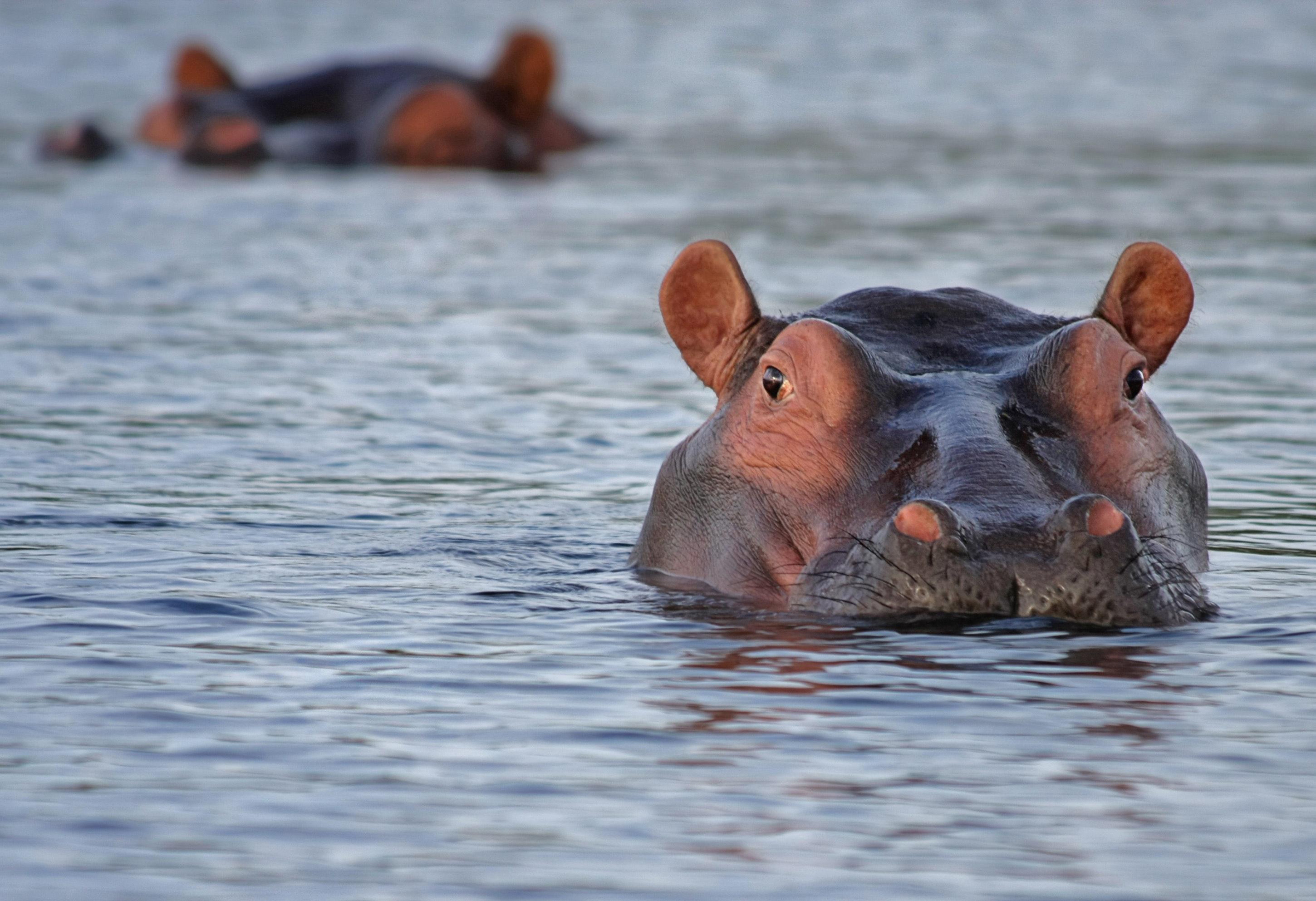 Hippos in Water · Free